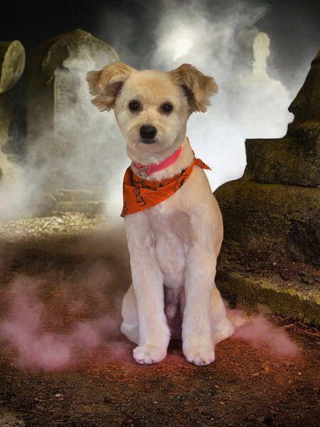 Nikki’s Grooming Pawlor Indianola