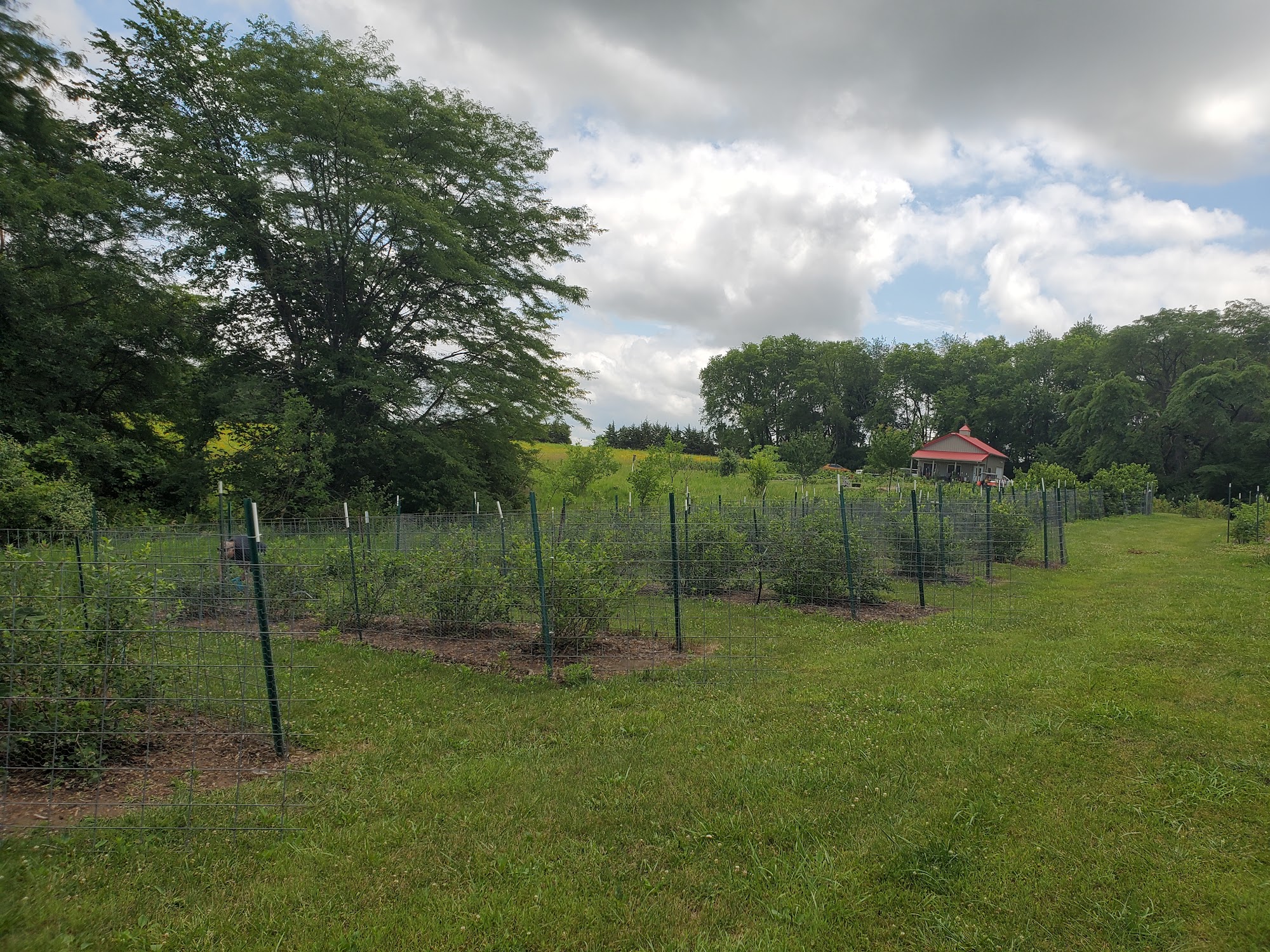 Edge of the Woods Raspberry Farm Indianola