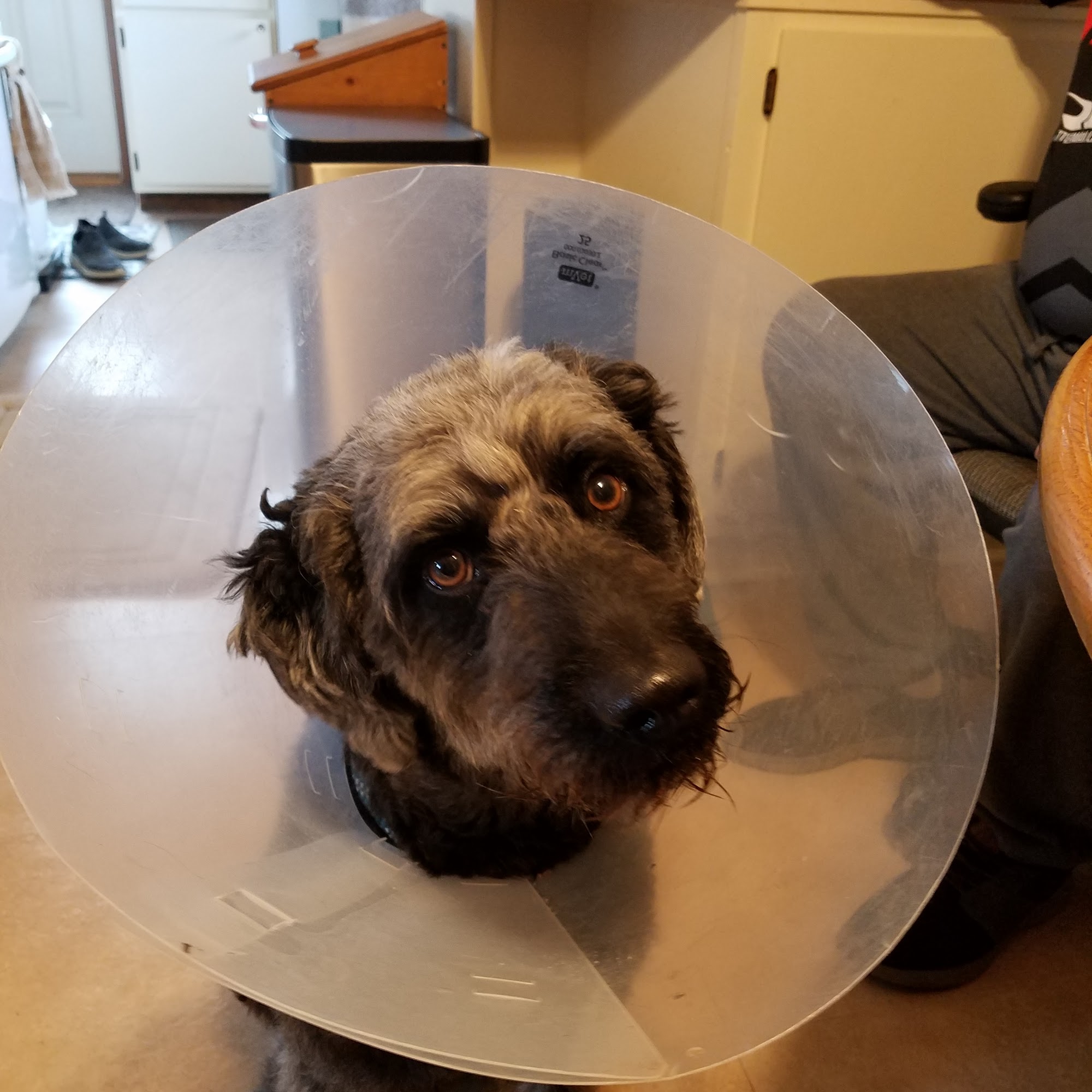 Inwood Veterinary Clinic Inwood