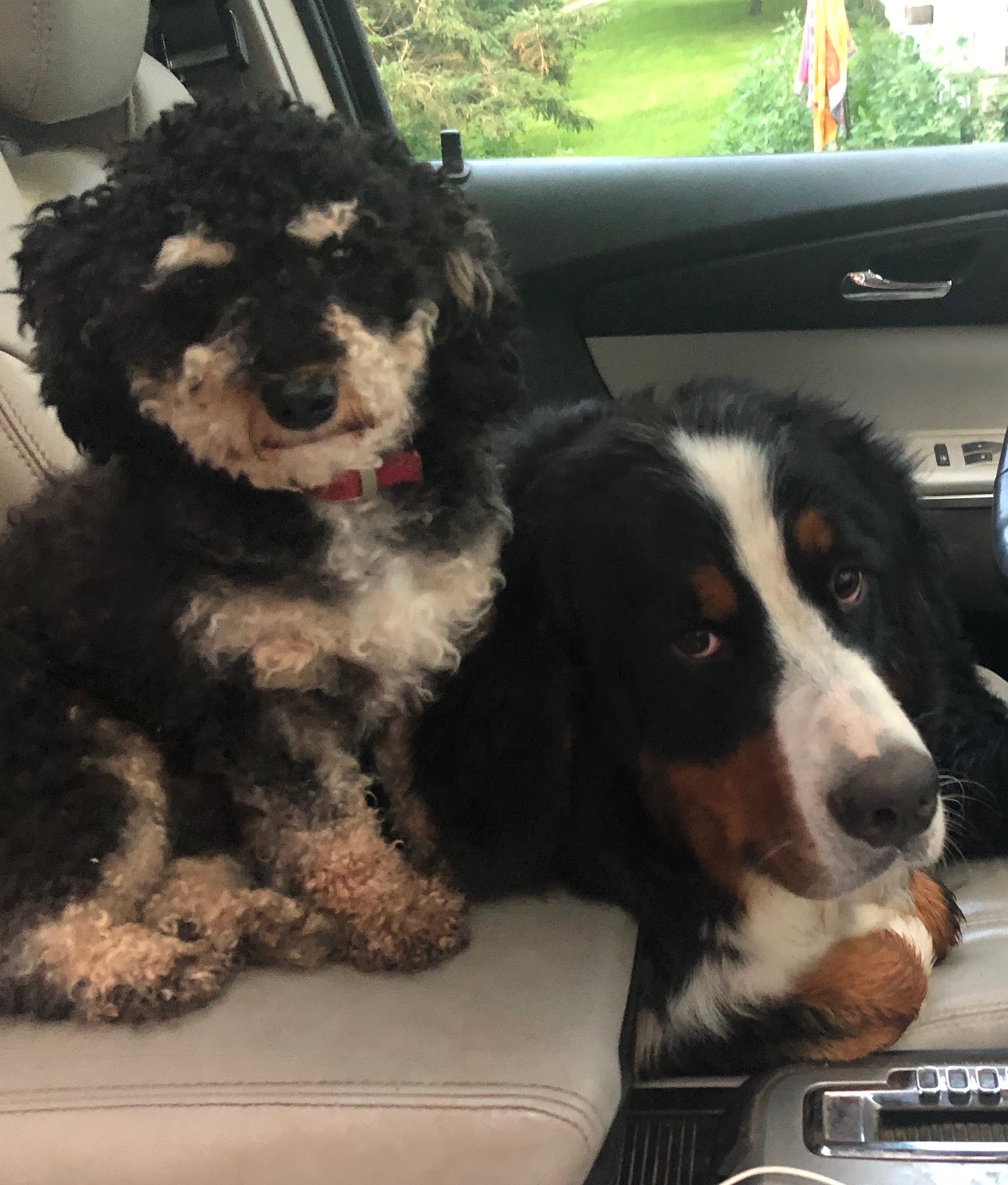 B and G Doodles Inwood