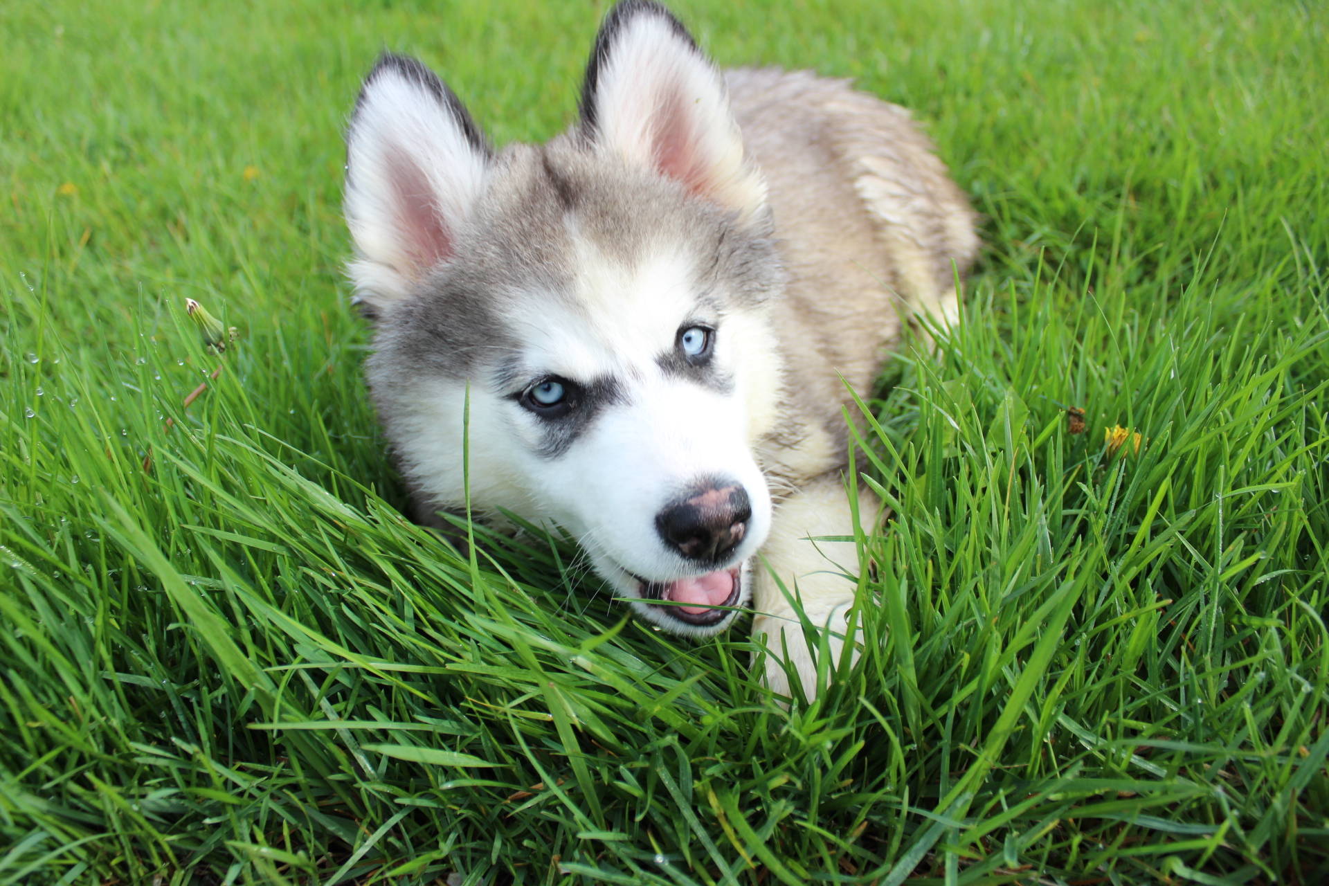 Knallhart Kennels & Training Academy Iowa City