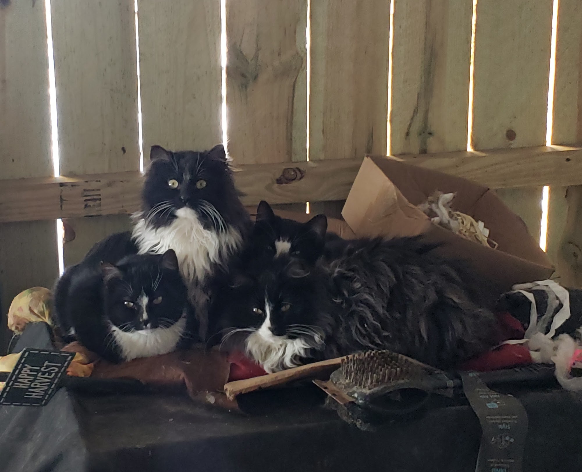 Donna's Dog Grooming & Boarding Iowa Falls