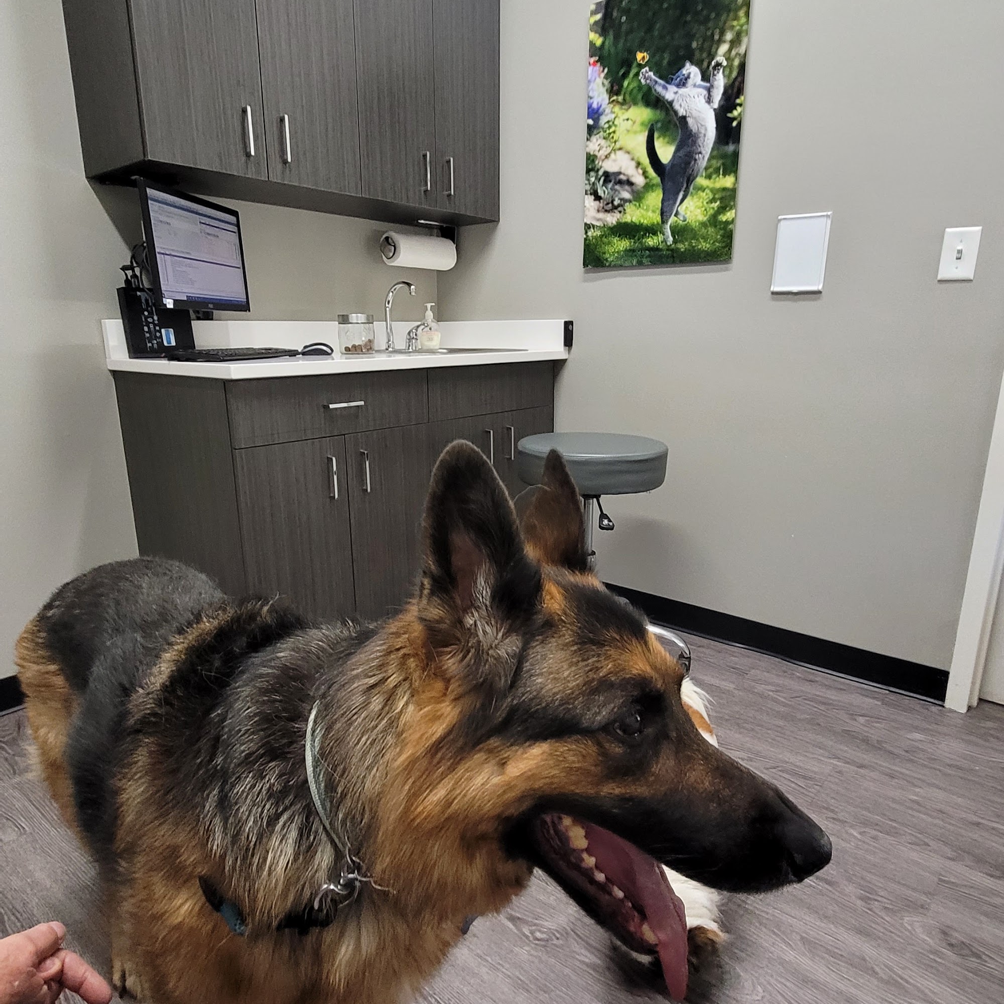 Westfield Veterinary Hospital Johnston