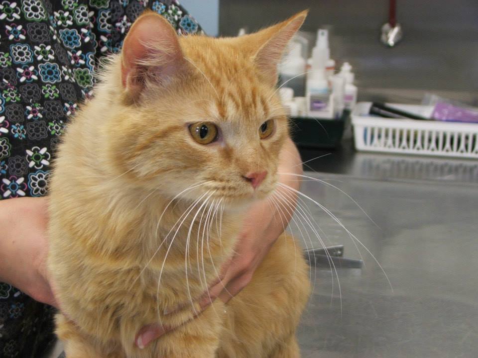 Village Veterinary Hospital Johnston