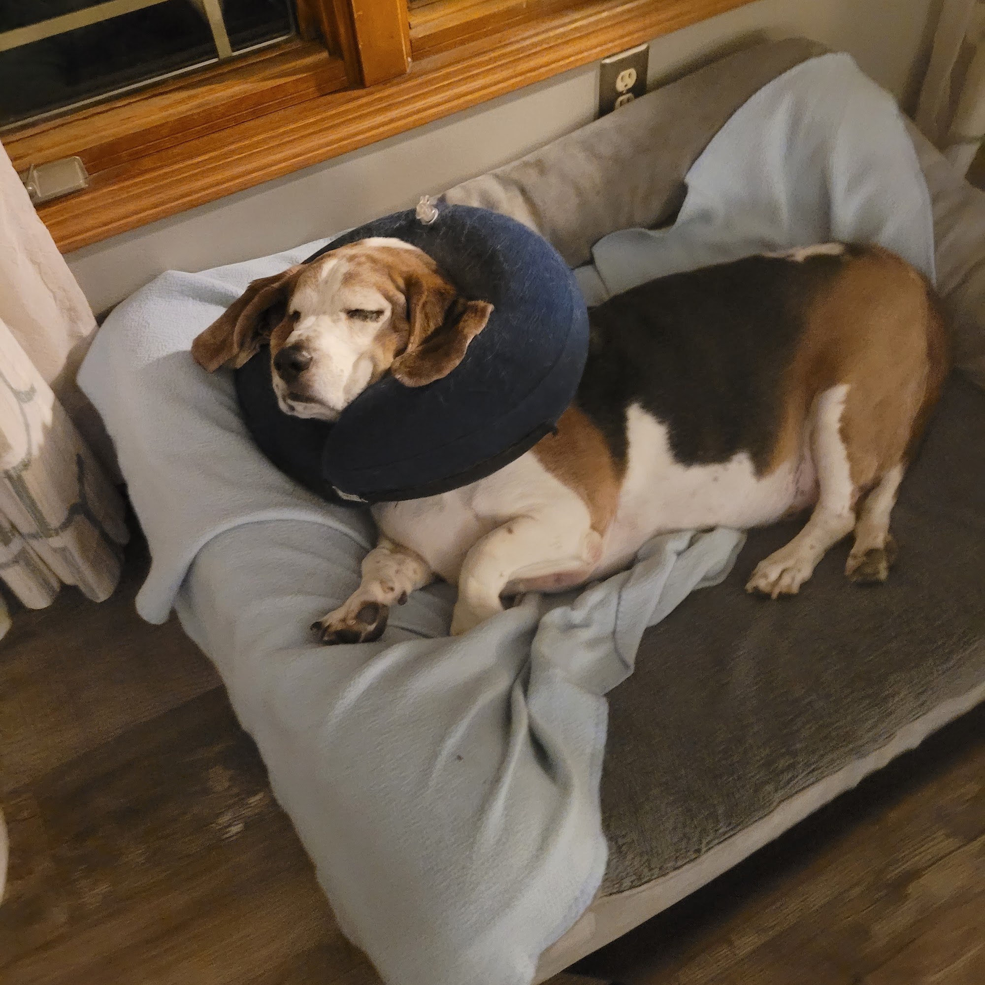 Village Veterinary Hospital Johnston