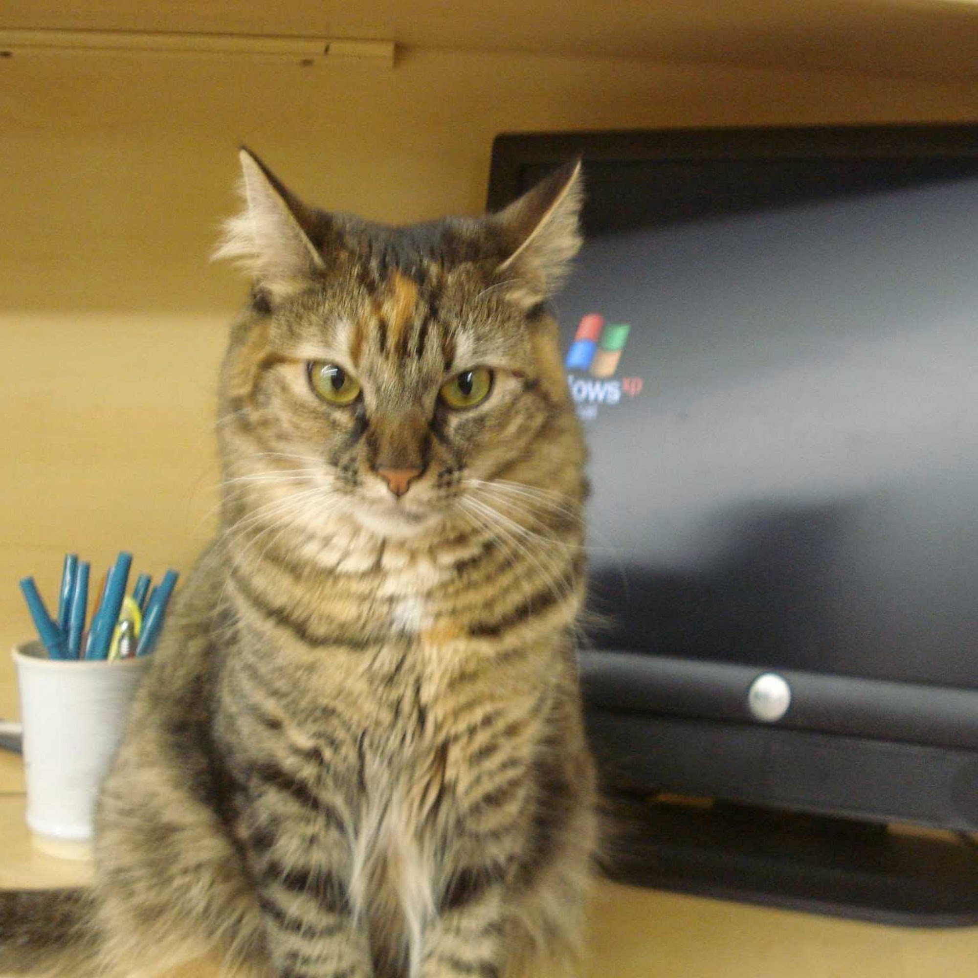 Rush Animal Care Johnston