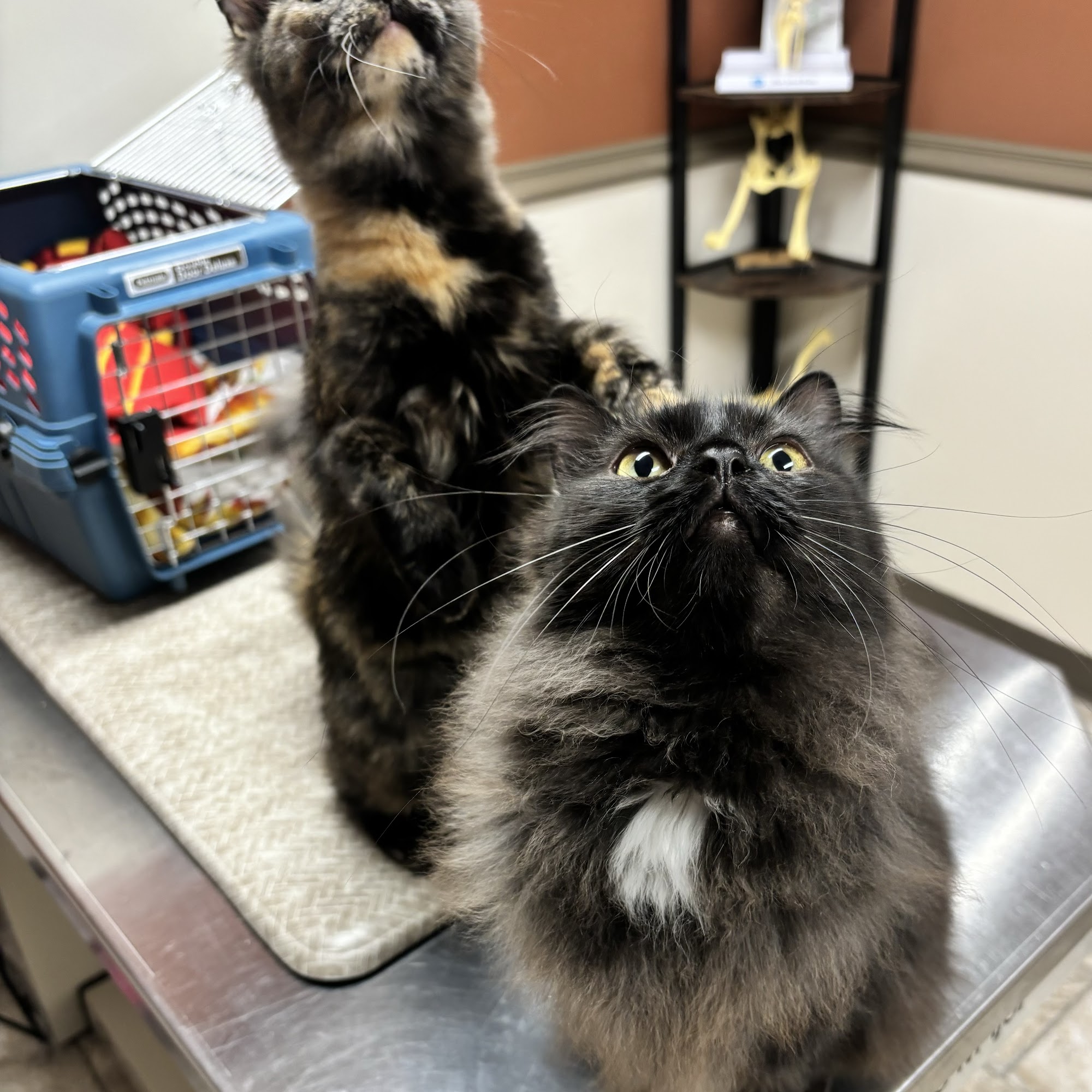 Sullivan Family Pet Hospital Johnston