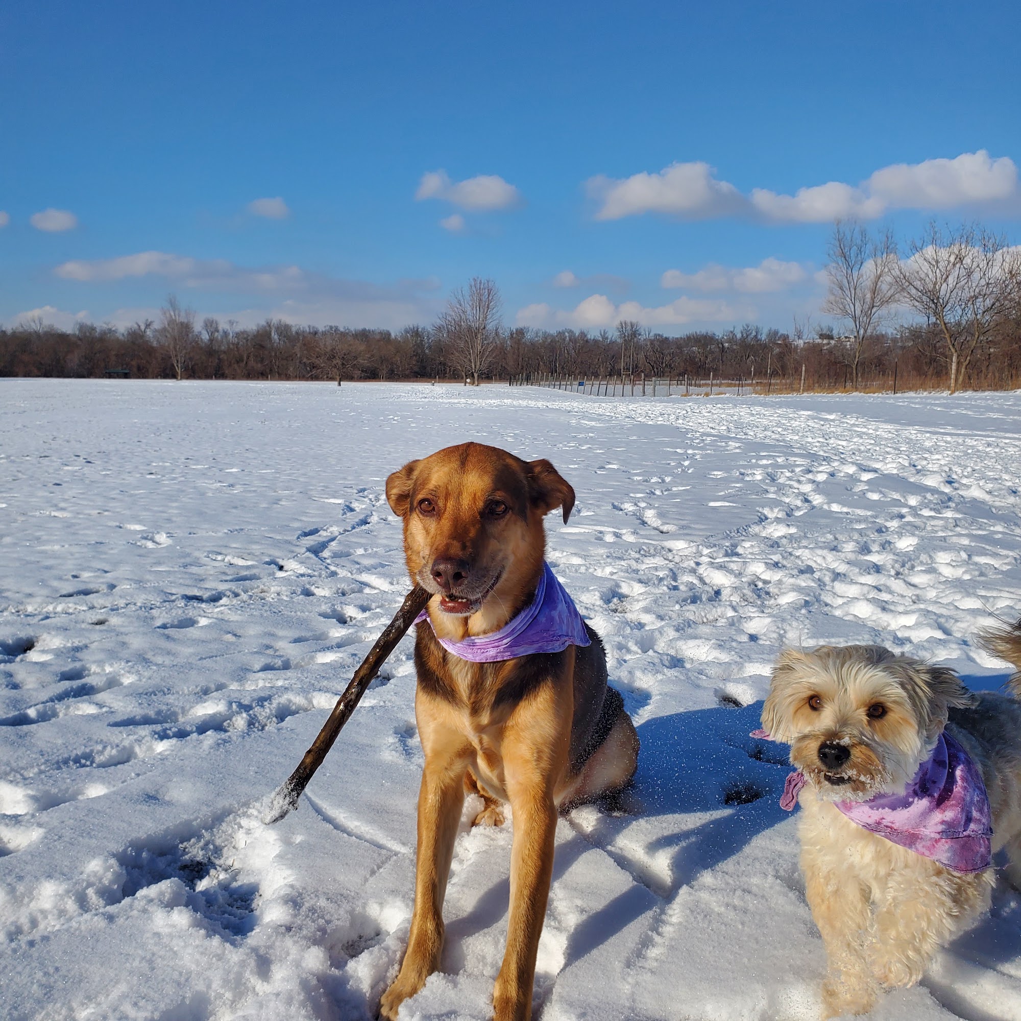 Schlapkohl Veterinary Services Kalona