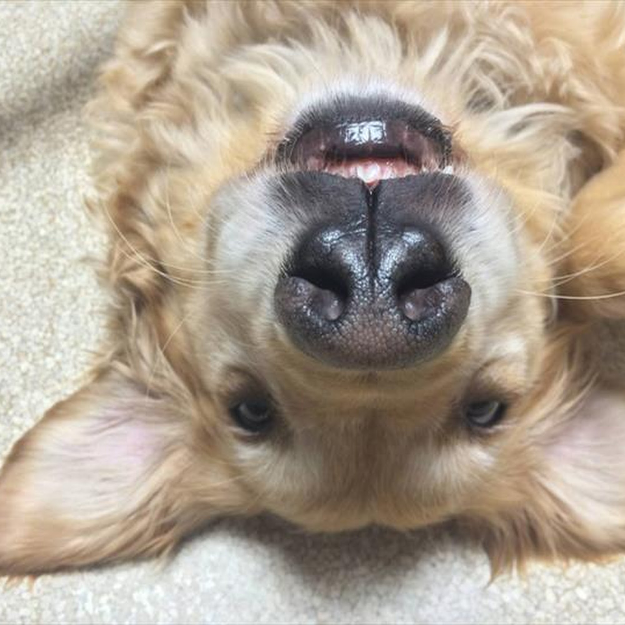 Krichel Animal Hospital Keokuk