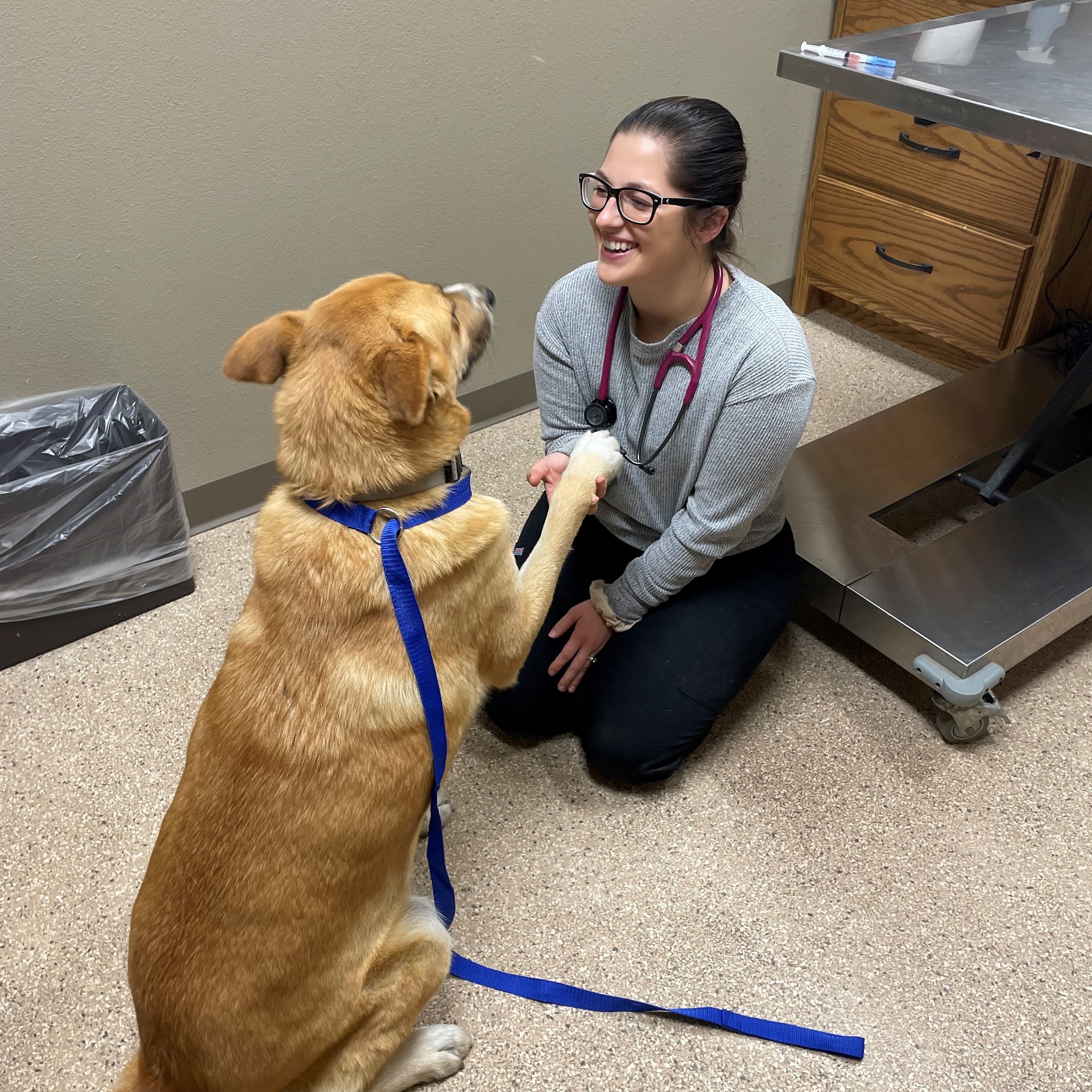 Lake City Veterinary Clinic Lake City