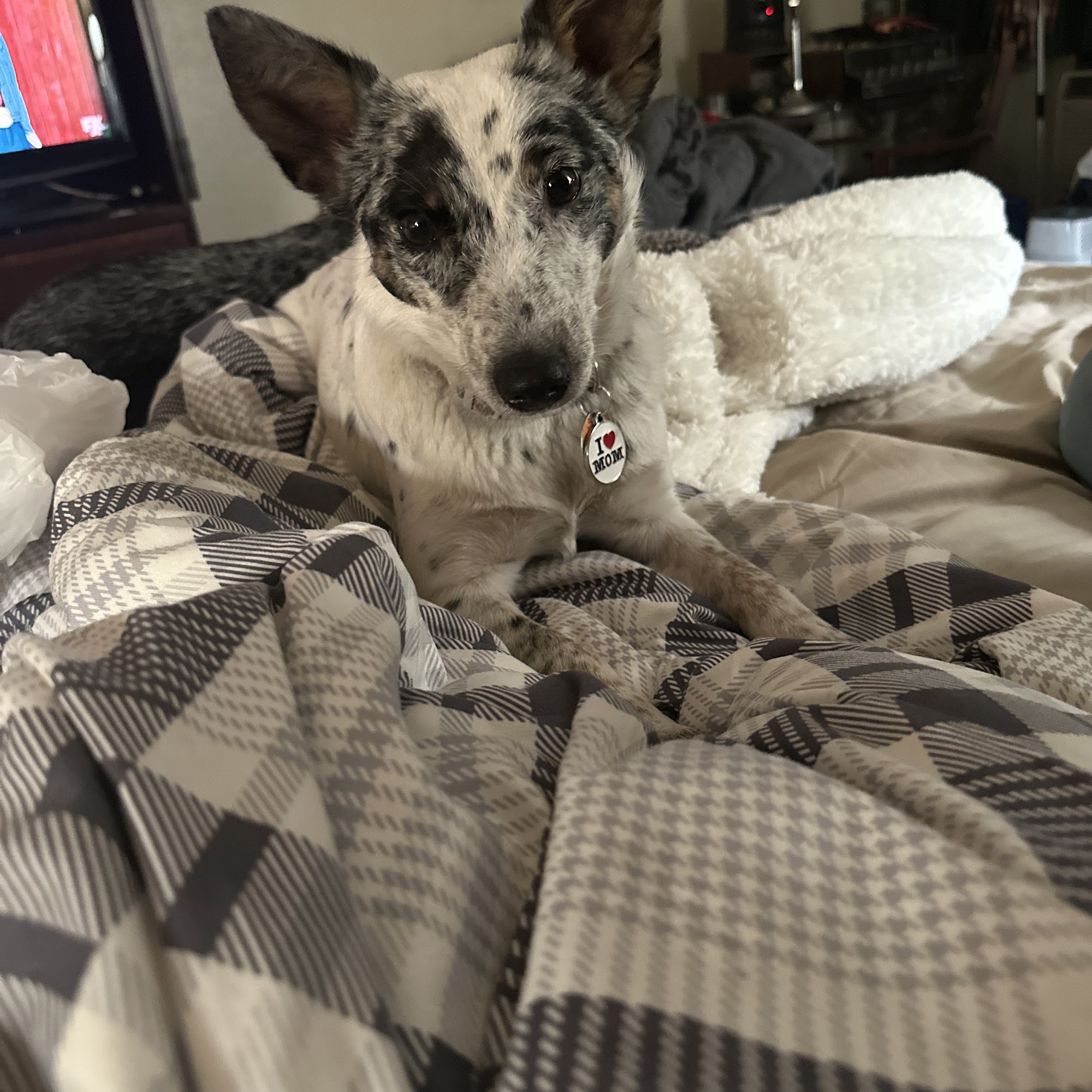 Lamoni Veterinary Clinic Lamoni