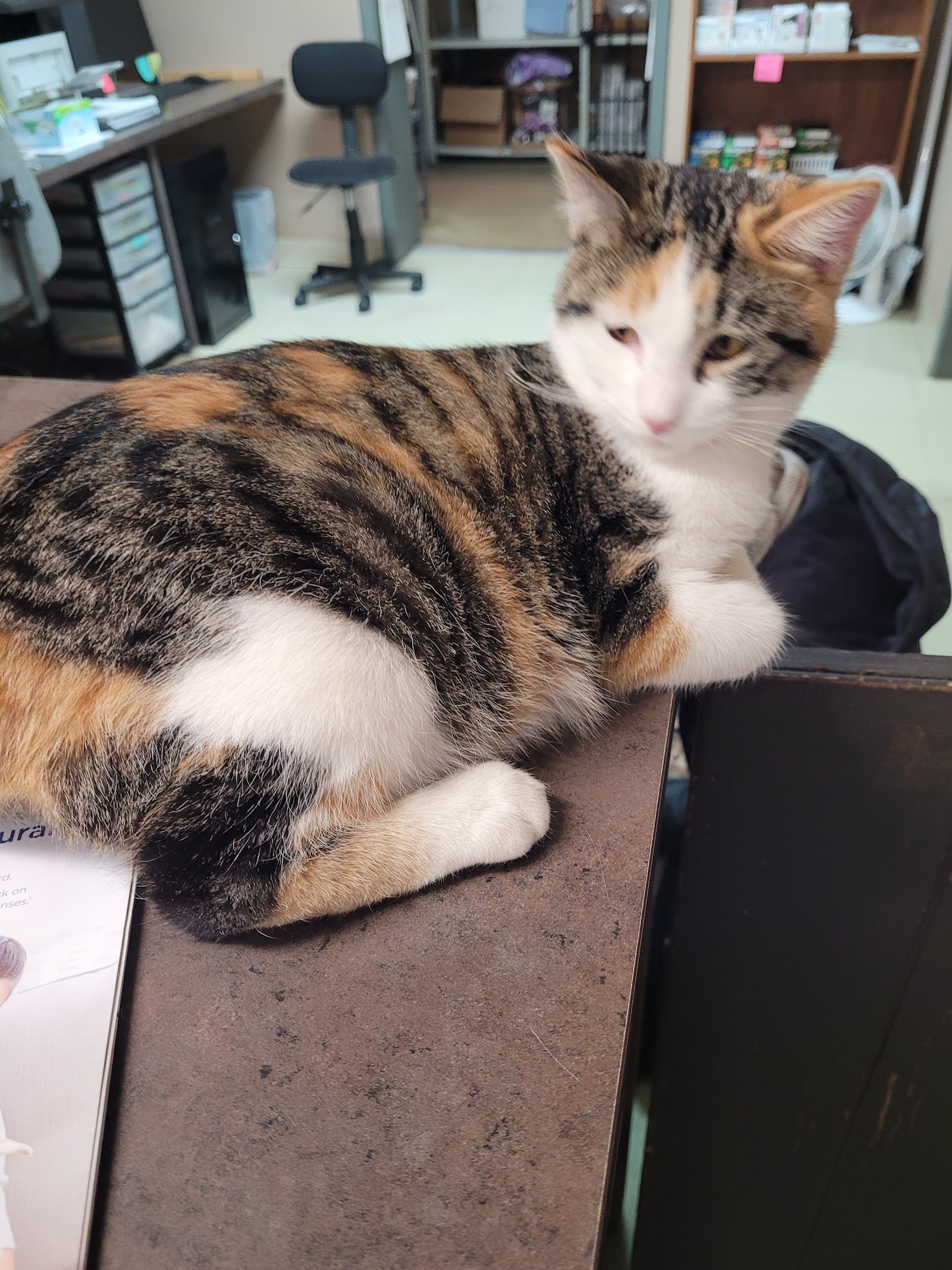 Town & Country Veterinary Clinic Le Mars