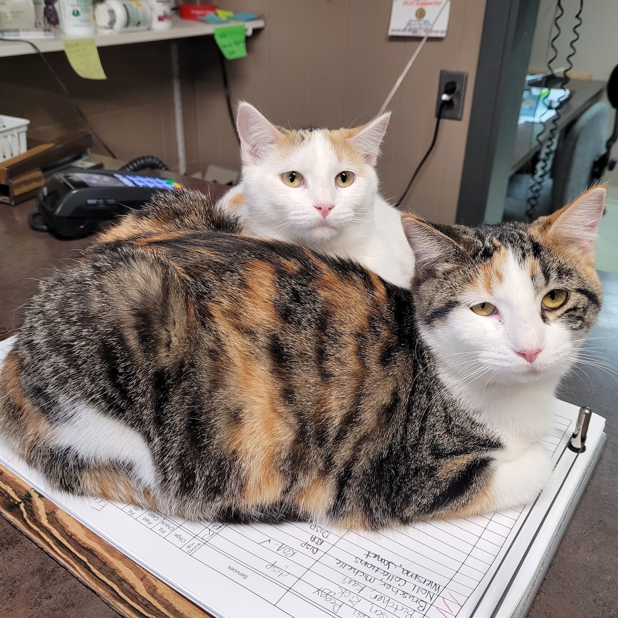 Town & Country Veterinary Clinic Le Mars