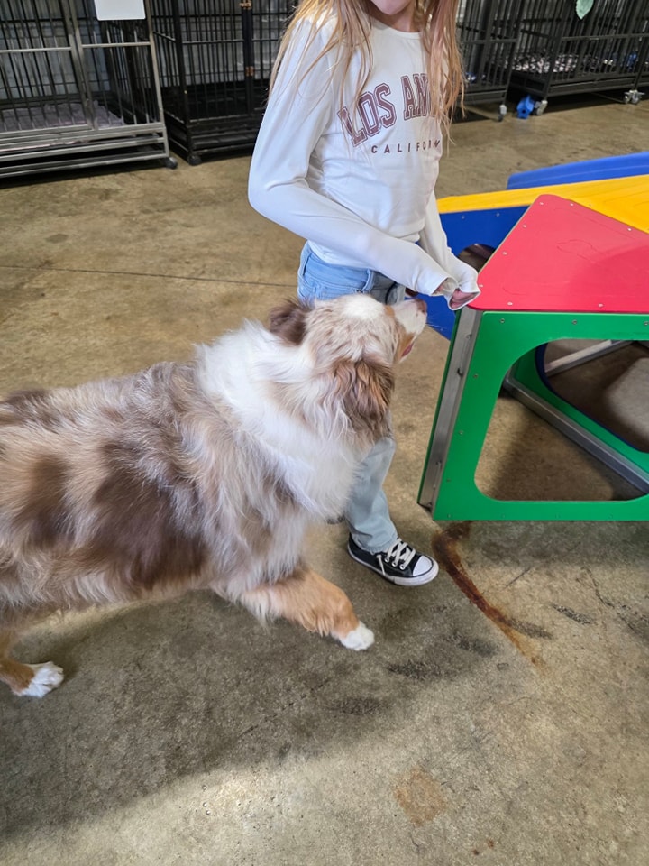 Willow Lodge Pet Resort Le Mars