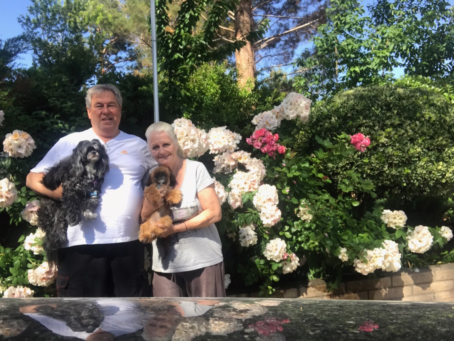 The Shih Tzu Collection Logan