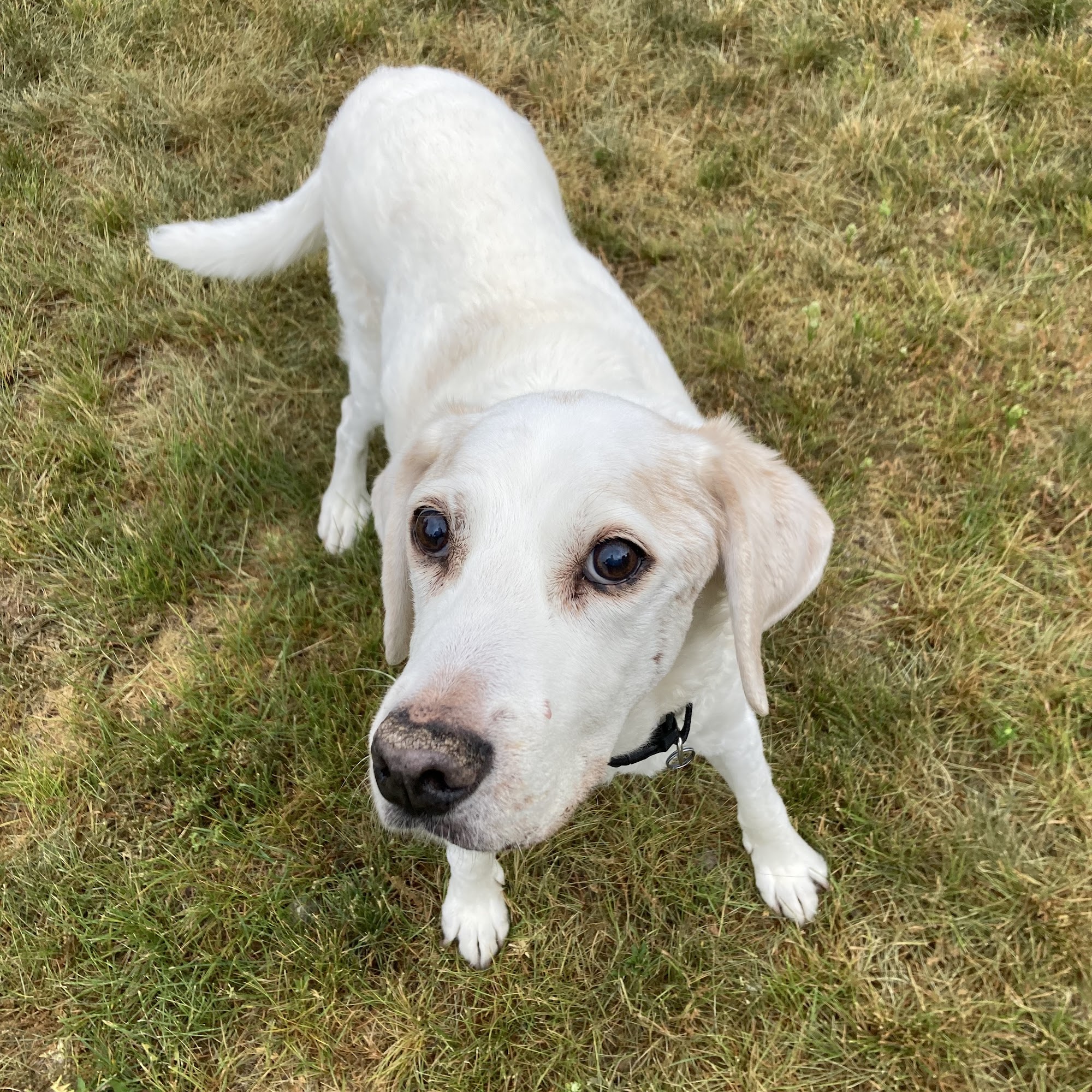 Manchester Animal Med Ctr Manchester