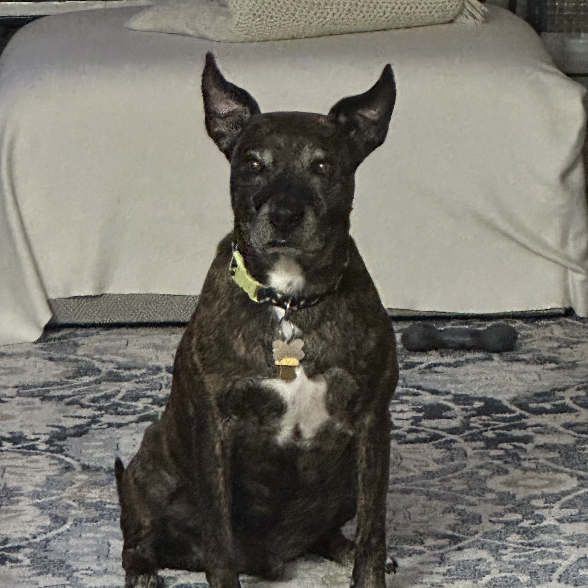 Jackson County Humane Society Maquoketa