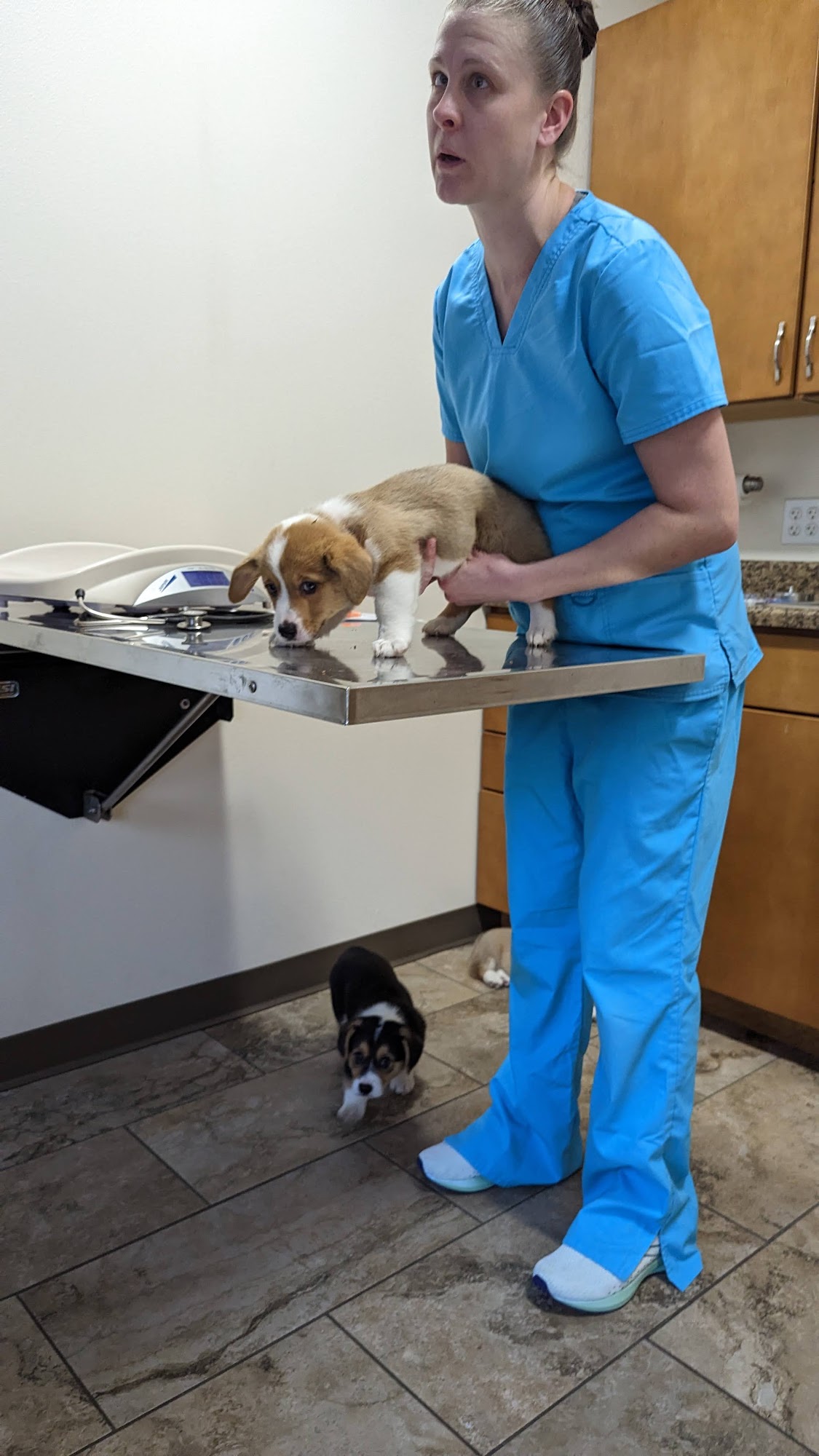 Marion Animal Hospital Marion