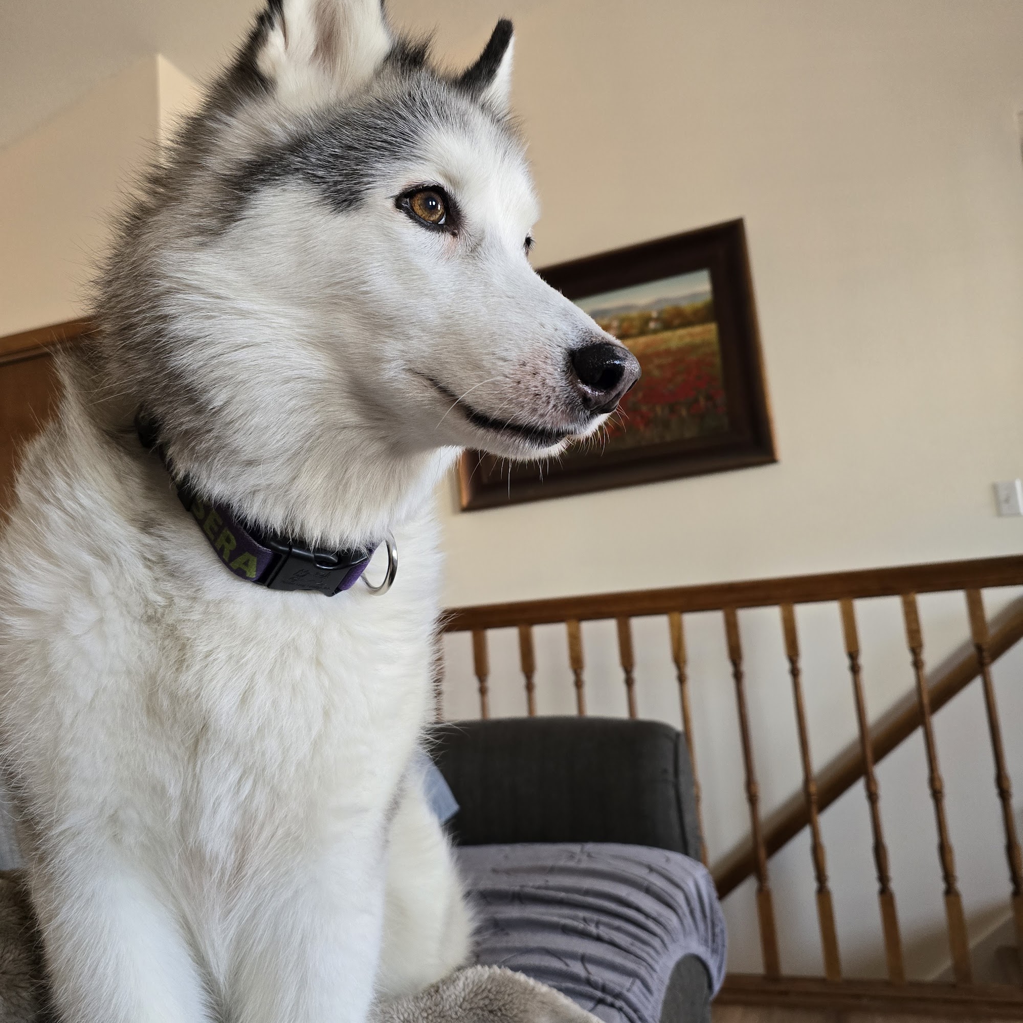 Linn Animal Hospital Marion Marion