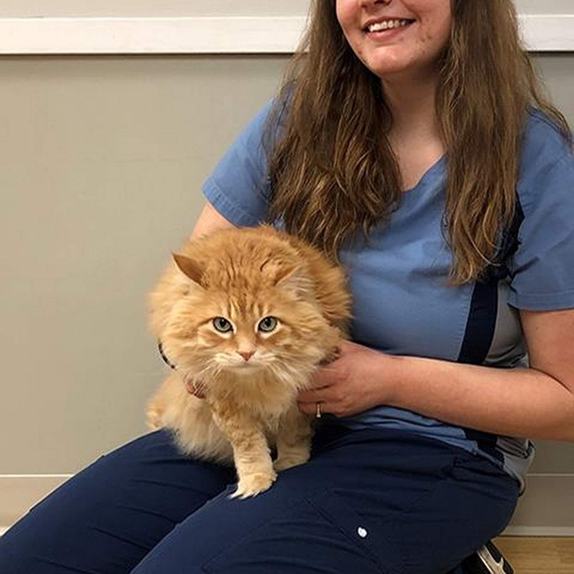 Meier Veterinary Clinic Marion