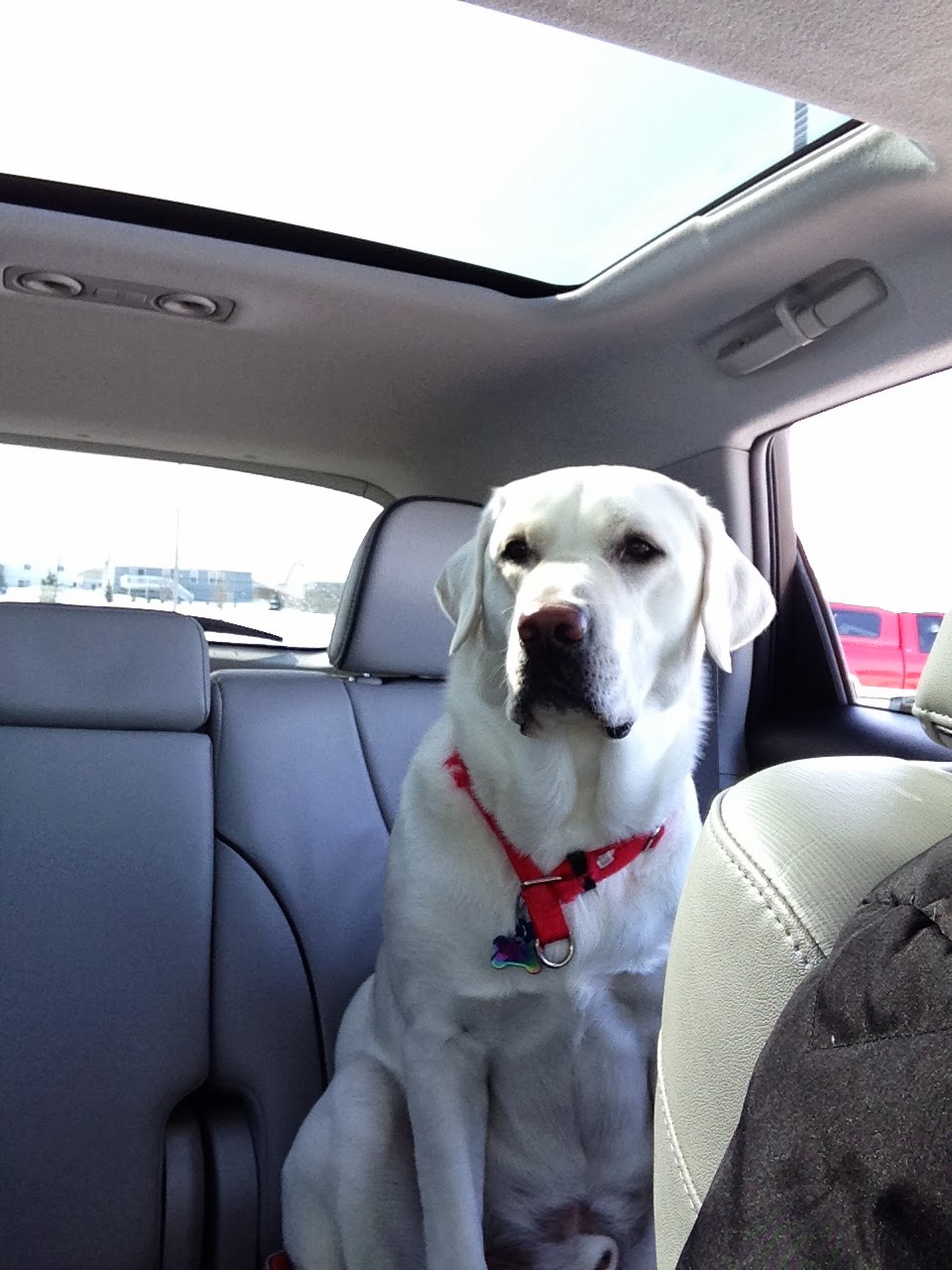 Ross Veterinary Clinic Marion