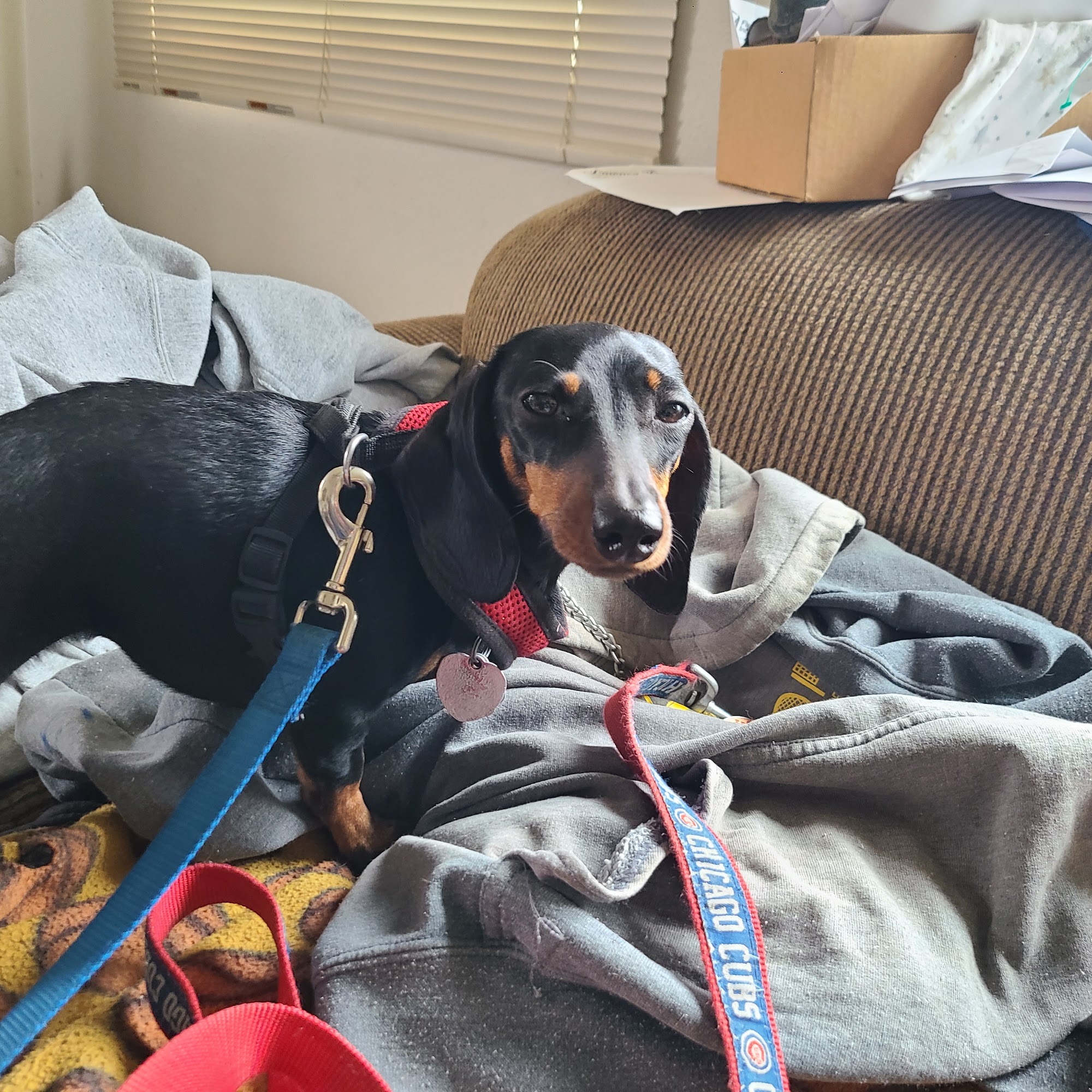 Animal Medical Clinic Marshalltown