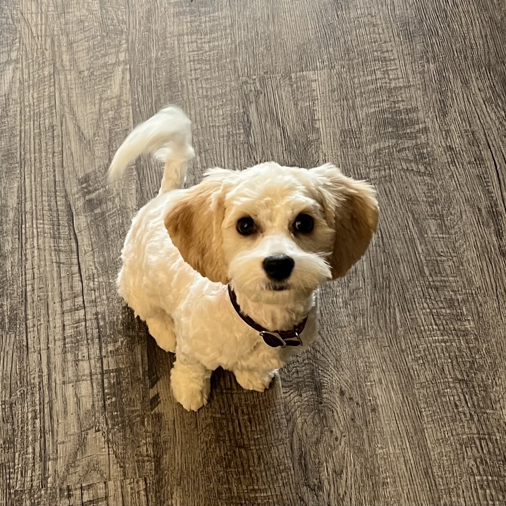 Carolyn's Clips Marshalltown