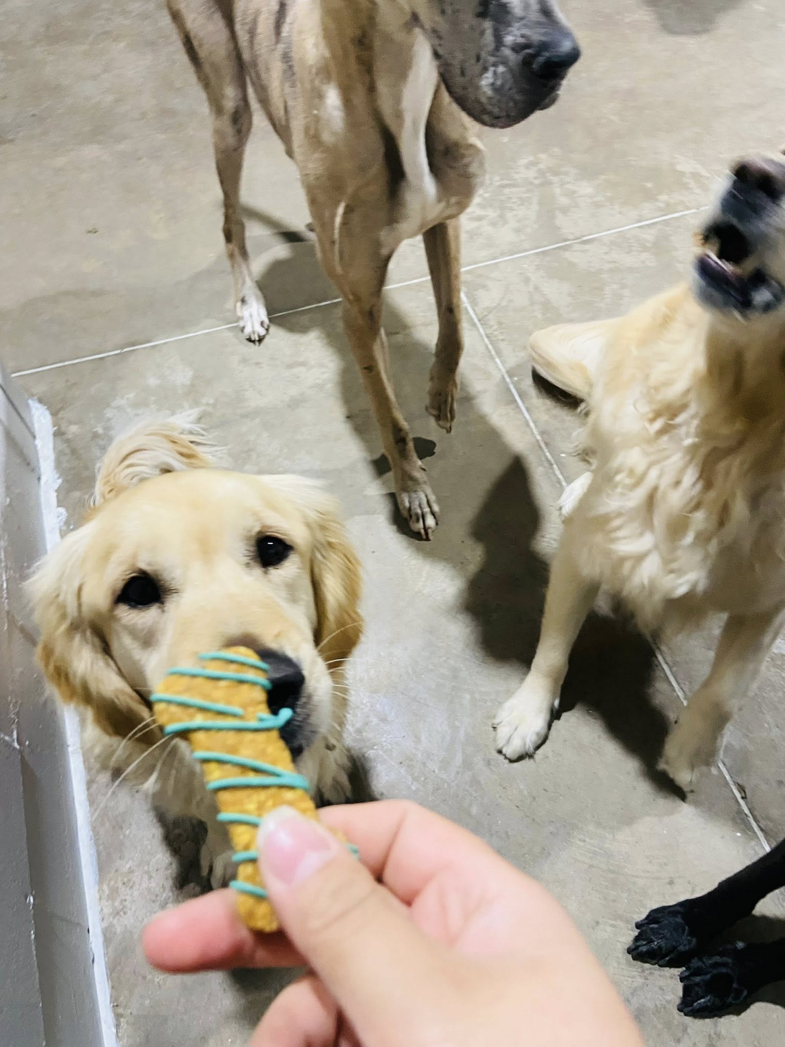 Happy Tails Marshalltown