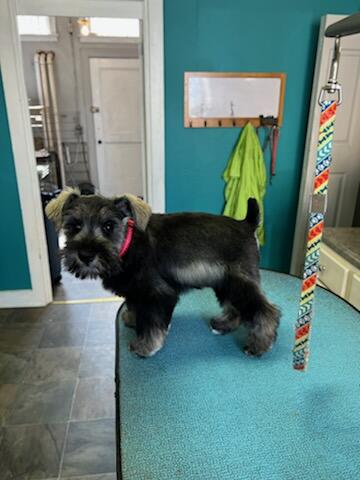 The Paw Spa Marshalltown