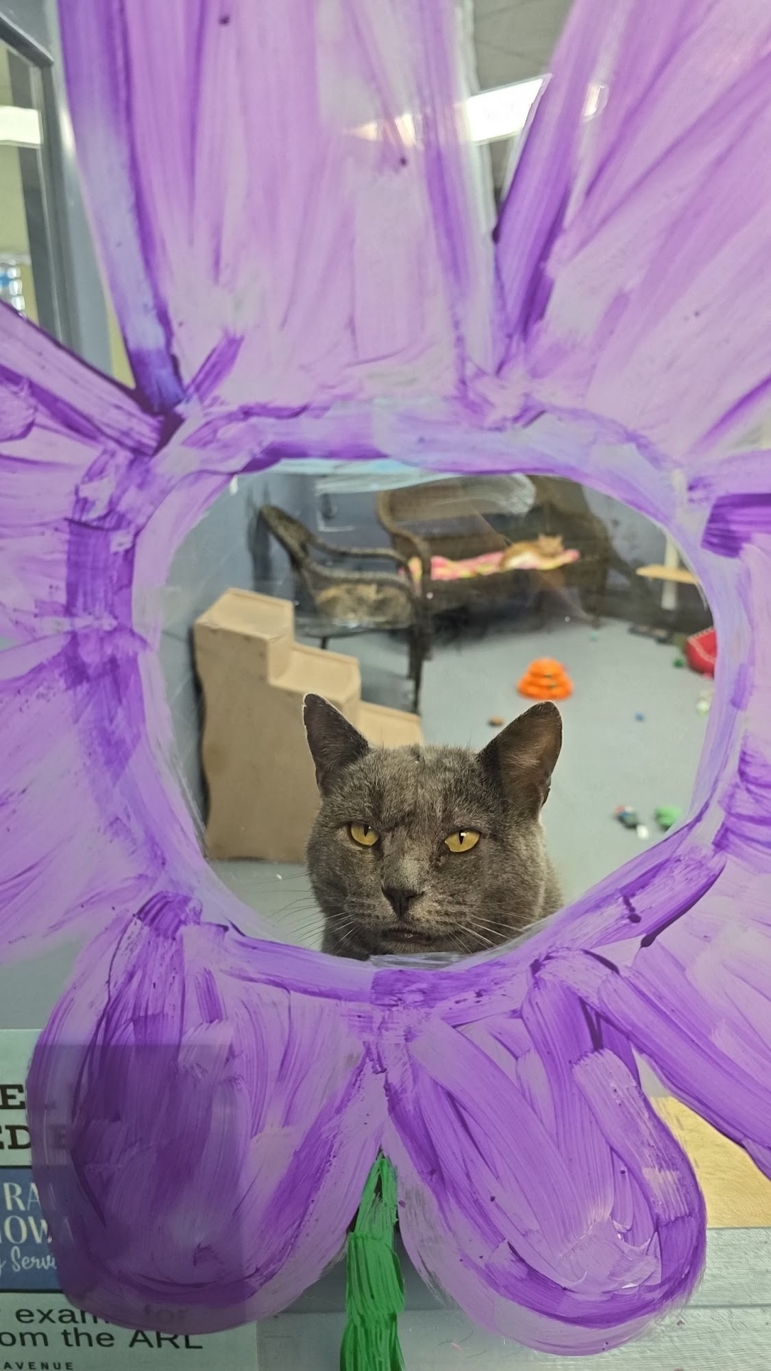 Animal Rescue League of Marshalltown Marshalltown