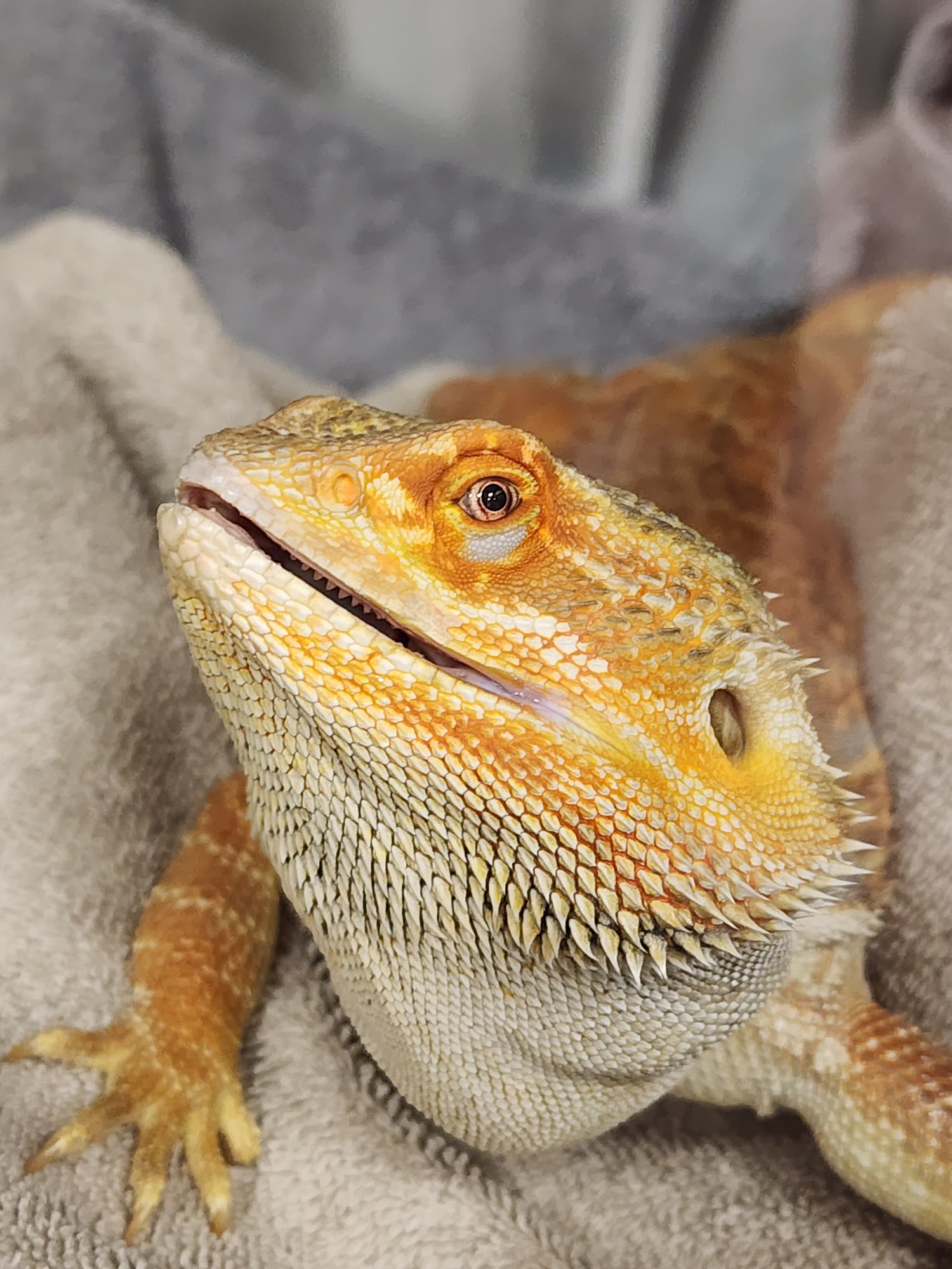 The Hometown Veterinarian Marshalltown