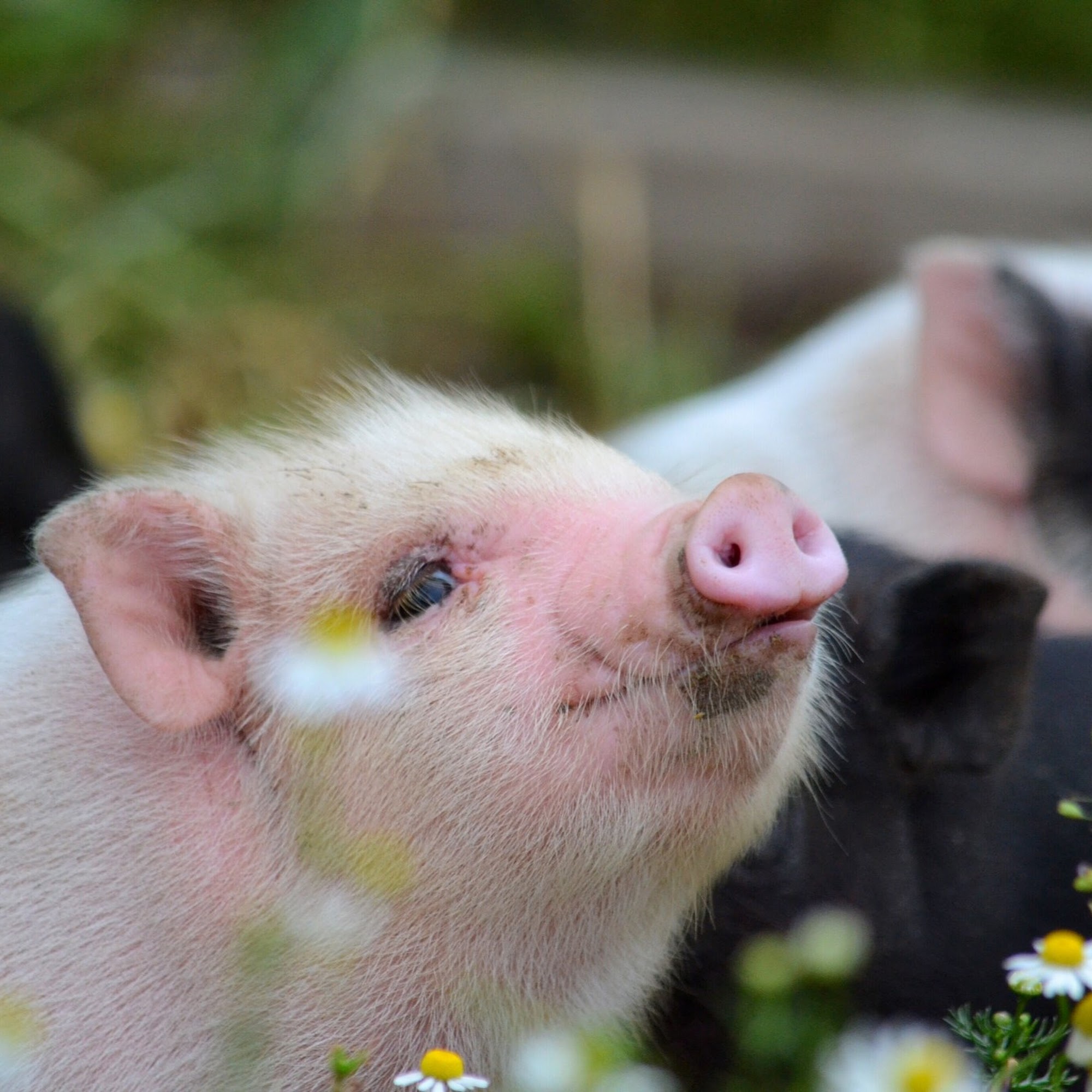 Whitmore's Riverbottom Farms Marshalltown