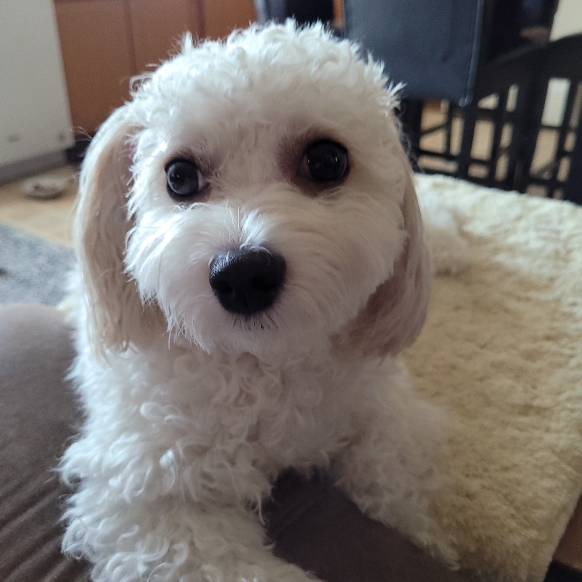 Pioneer Animal Hospital Mason City