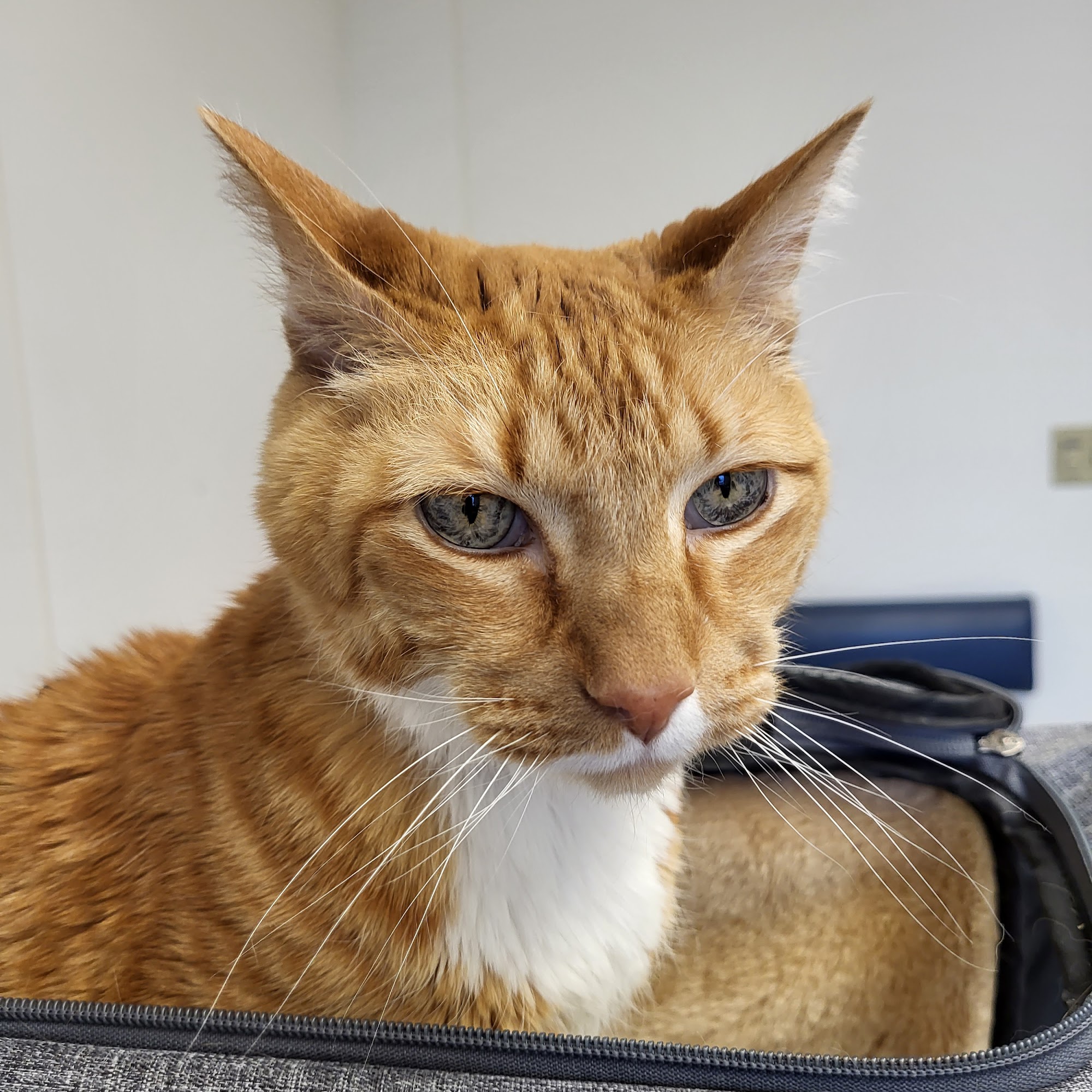 Animal Medical Hospital Mason City