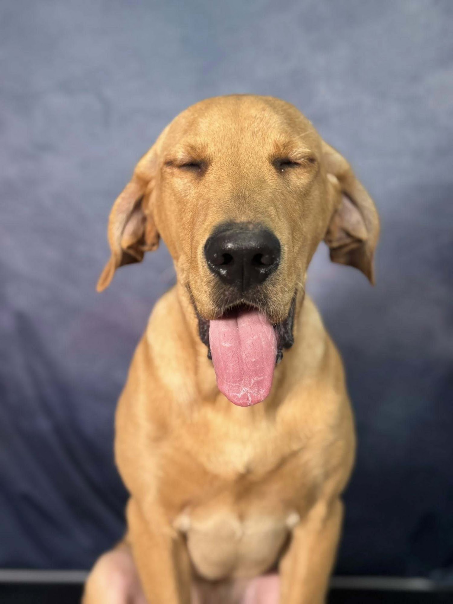 FrrrBabiez Inn Animal Boarding Mason City