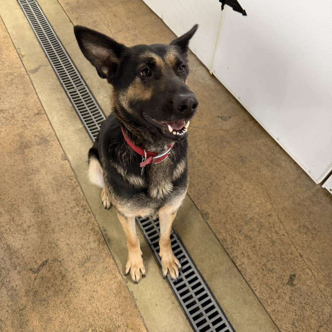 FrrrBabiez Inn Animal Boarding Mason City