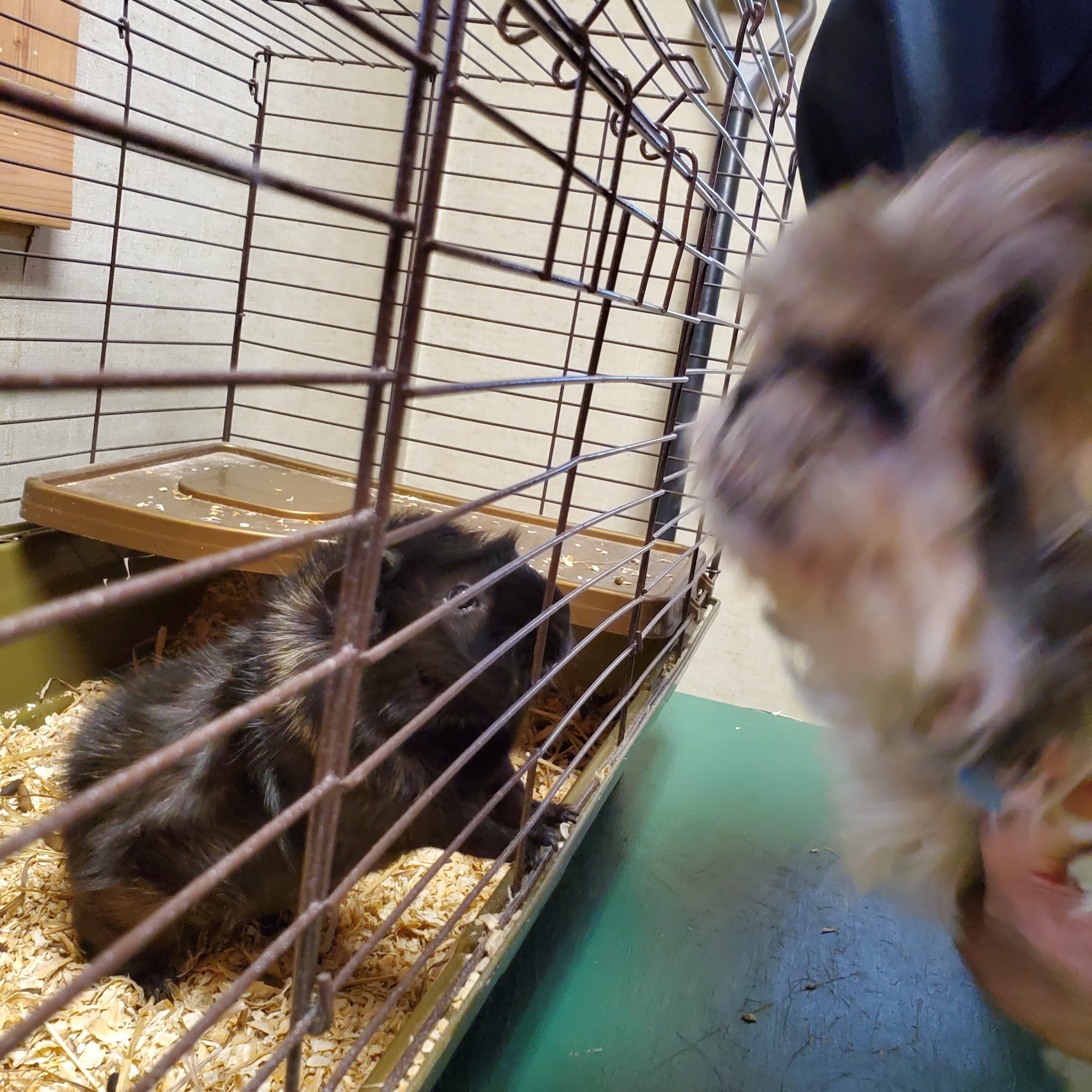 Mediapolis Veterinary Clinic Mediapolis