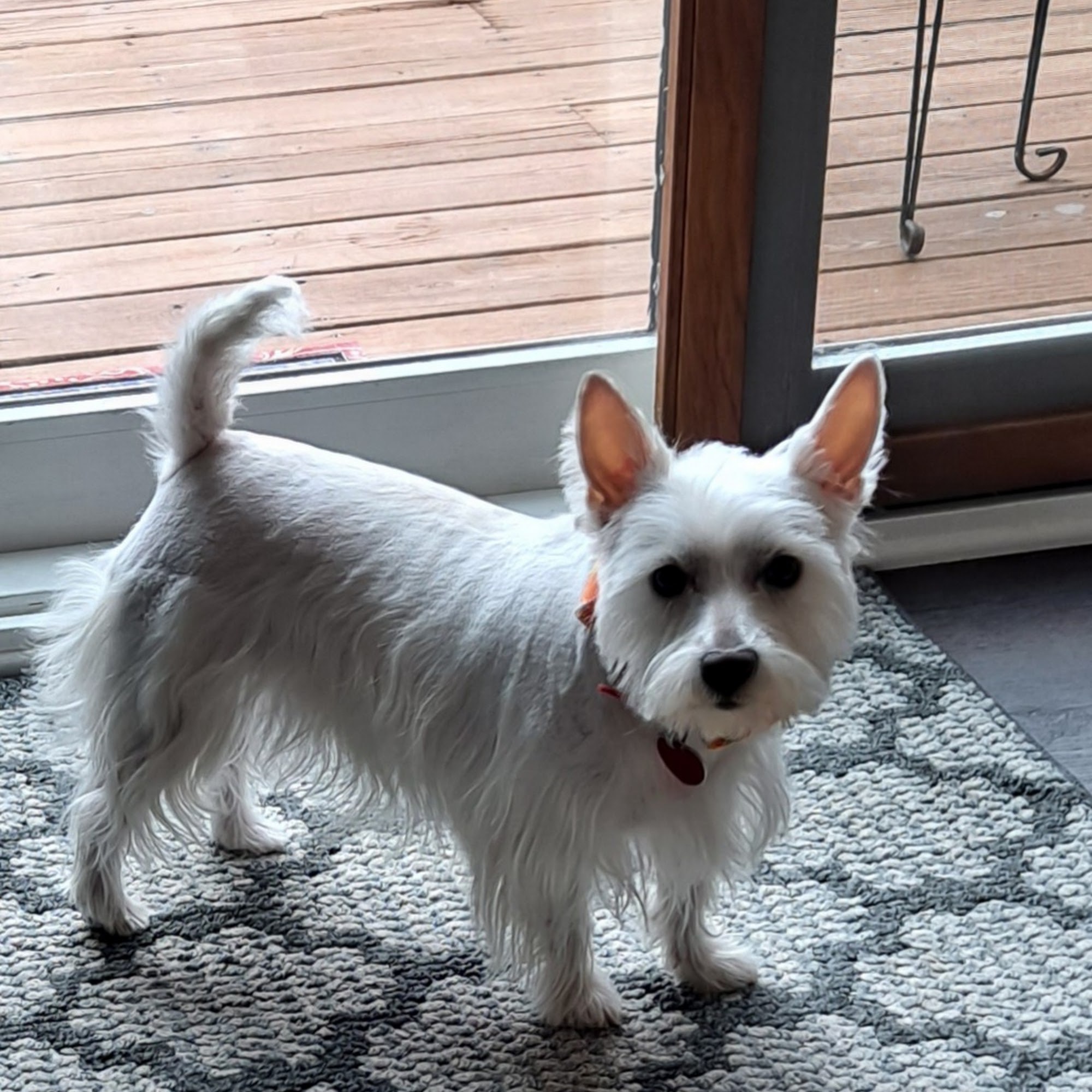 Pampered Pooches LLC 706 W Columbus St, Mt Ayr Iowa 50854