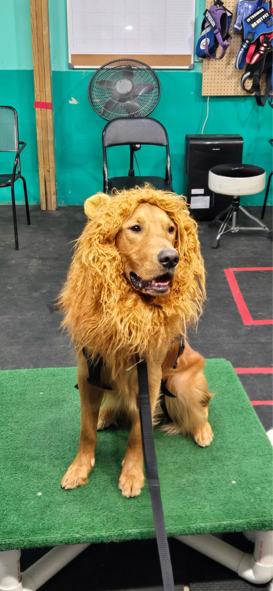 Superstar Service Dogs, LLC Mount Vernon