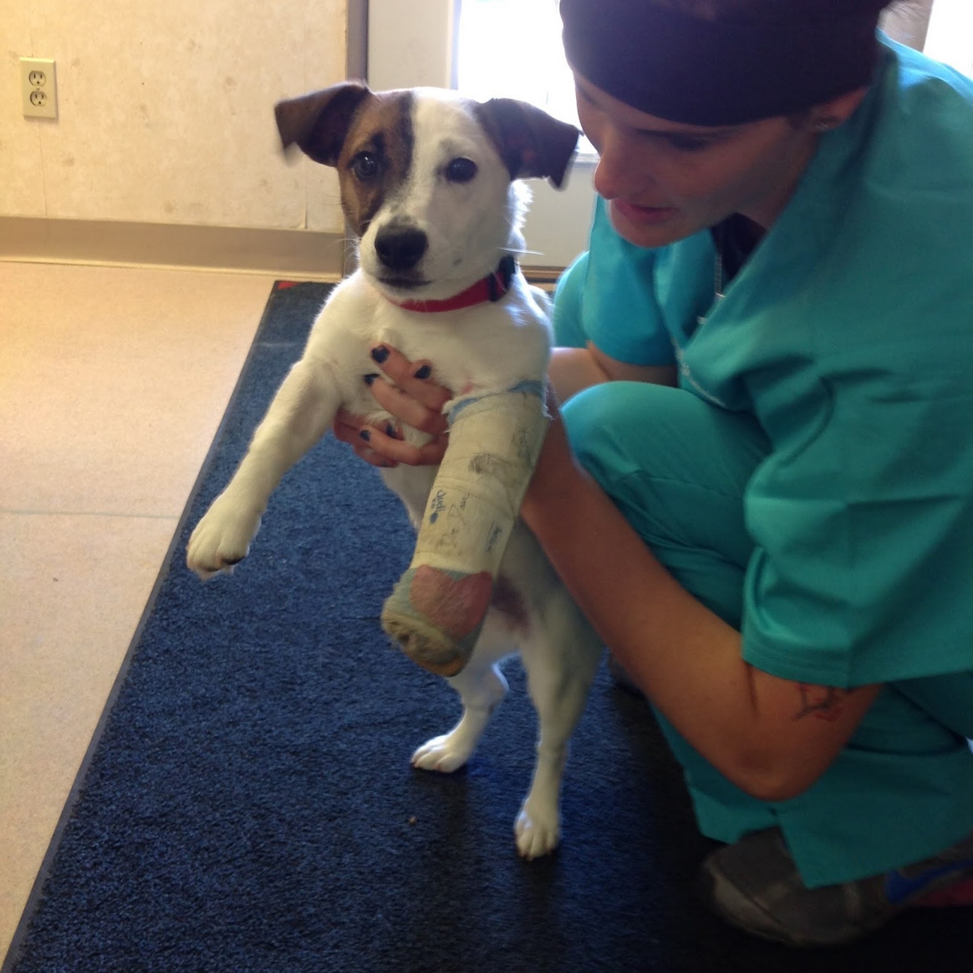 Riverside Animal Hospital Muscatine