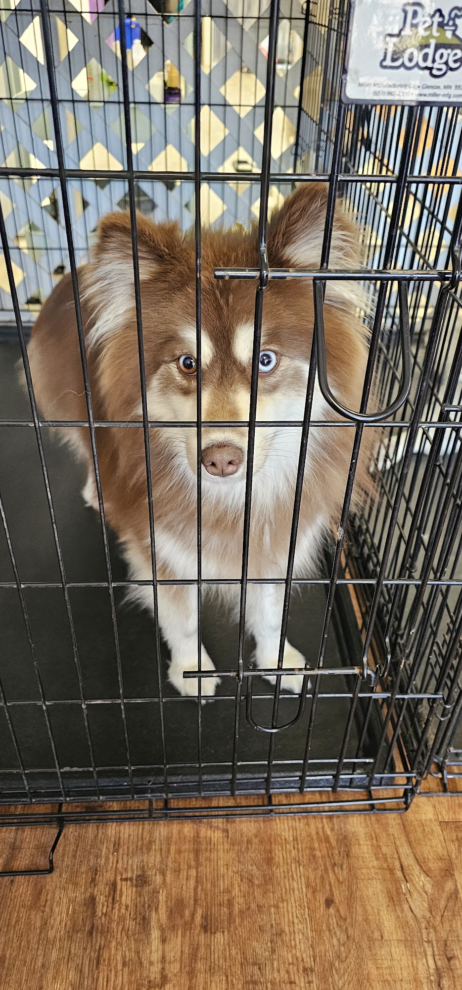 Mutt Hut Dog Grooming, LLC Muscatine