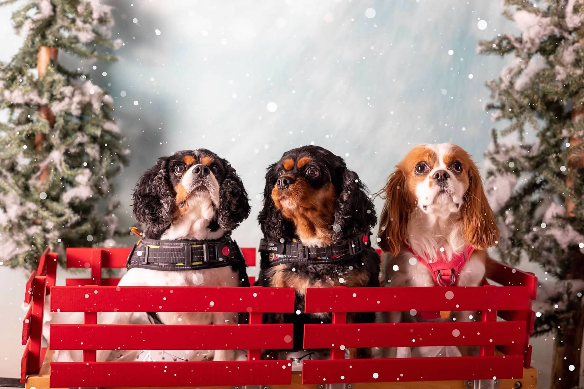 Scott Richardson - State Farm Insurance Agent