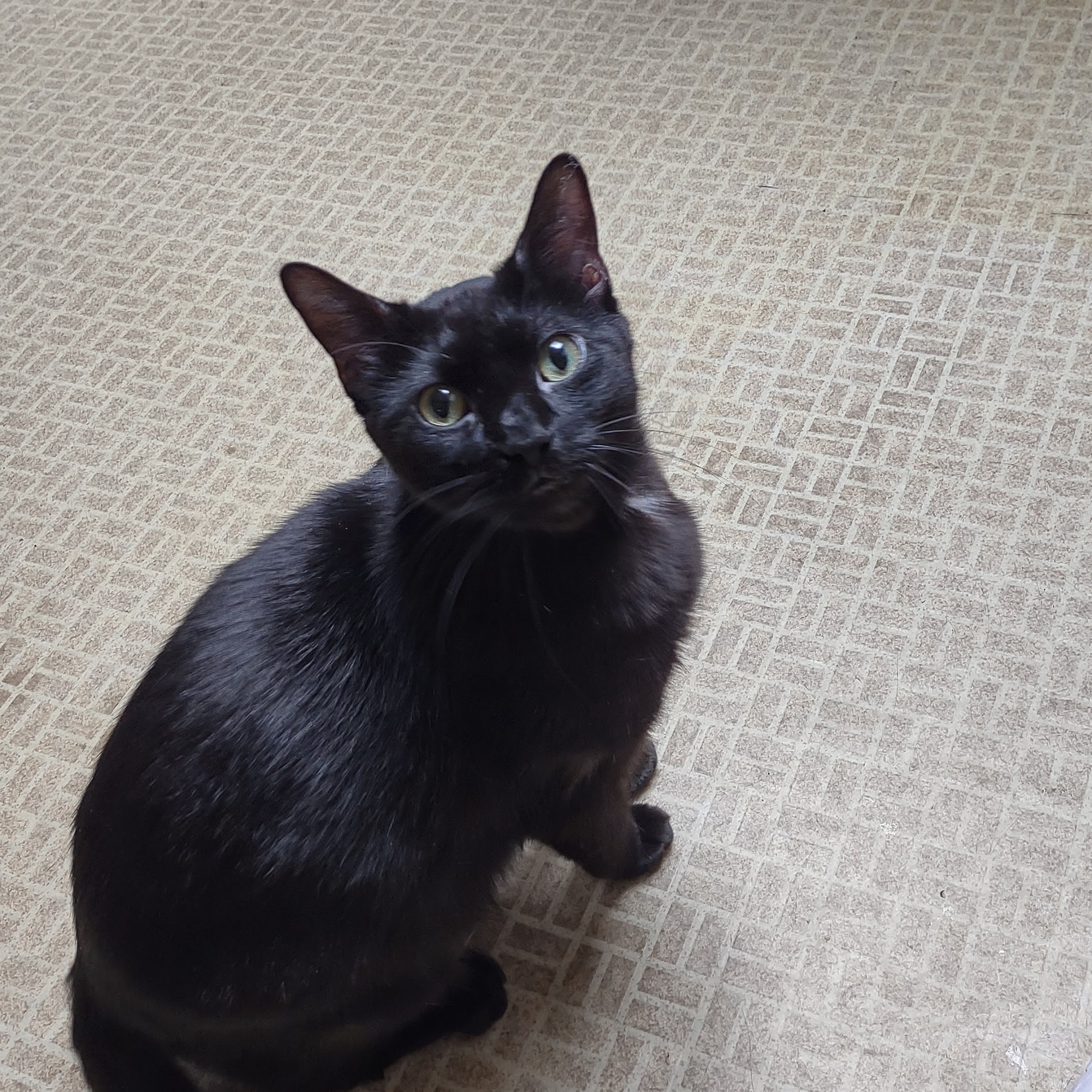 New Liberty Veterinary Clinic 513 Hendricks St, New Liberty Iowa 52765