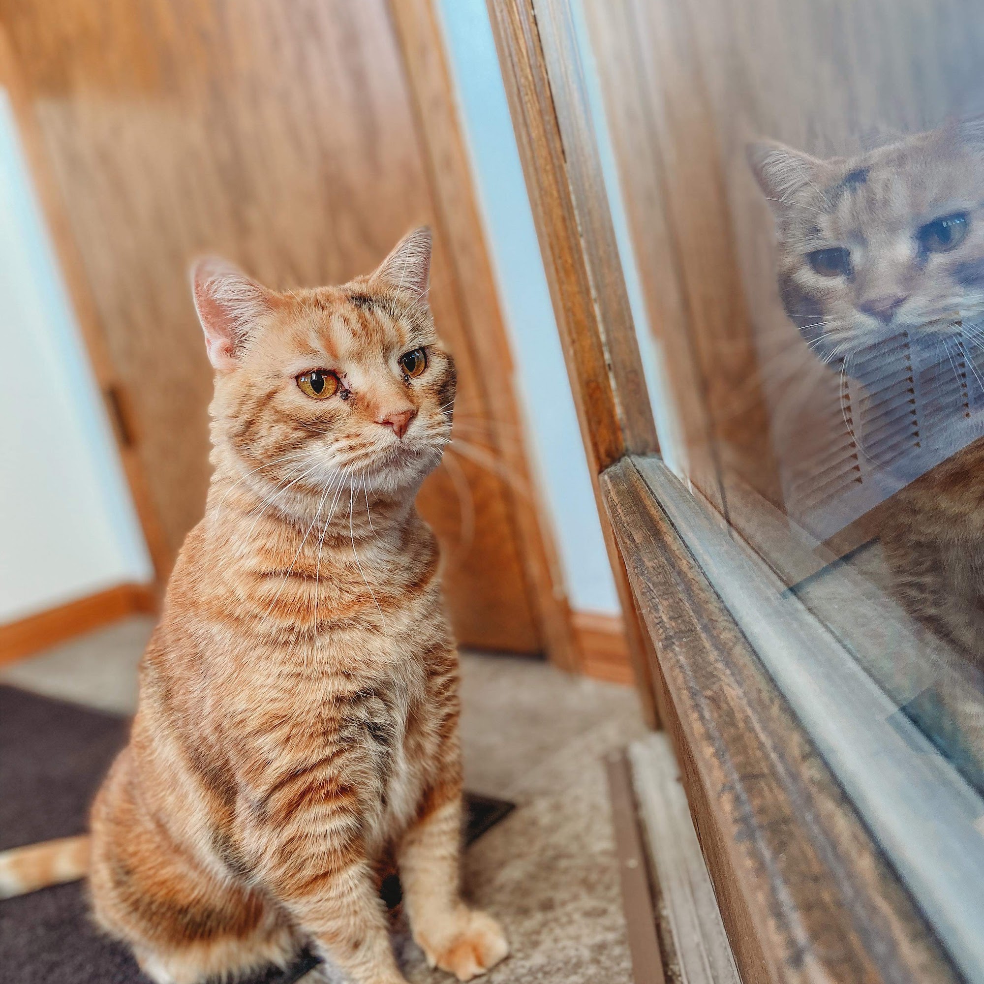 Parkview Animal Hospital Newton