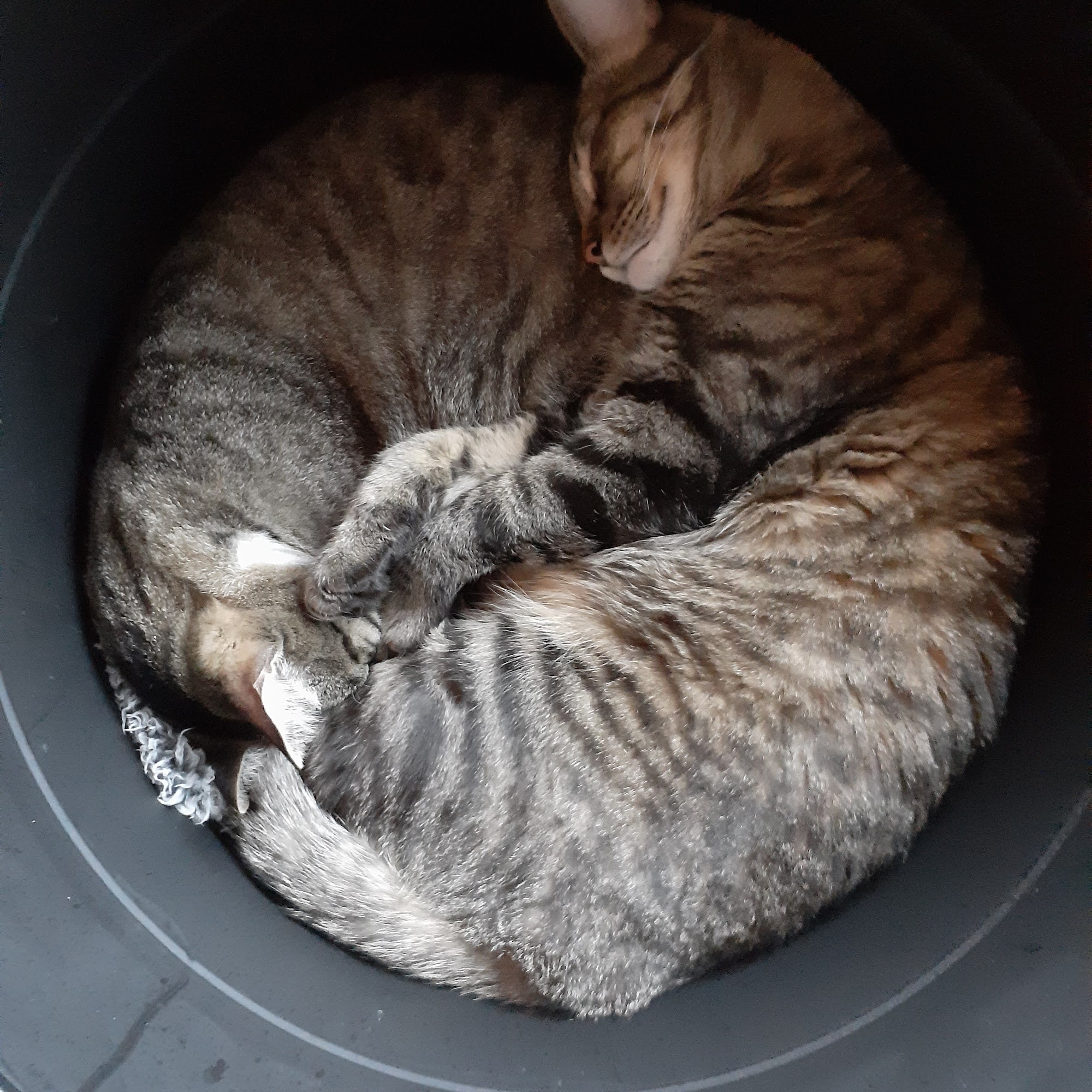 Animal Kingdom Veterinary Care Center, L.C. North Liberty