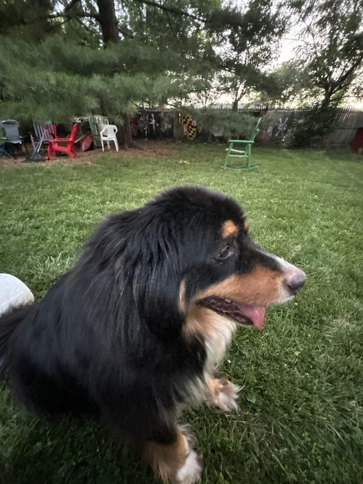 Paws at Play with Selena