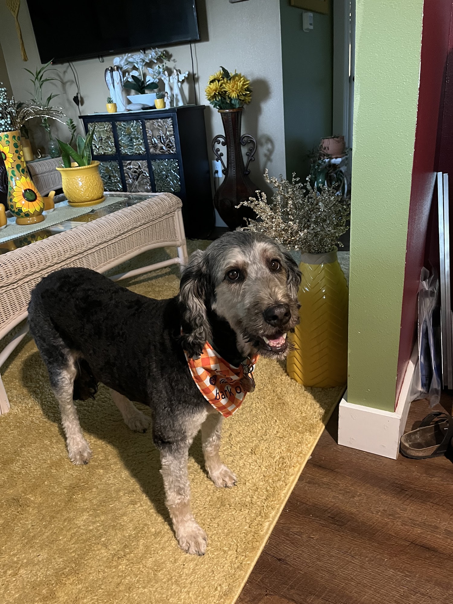 Paws at Play with Selena