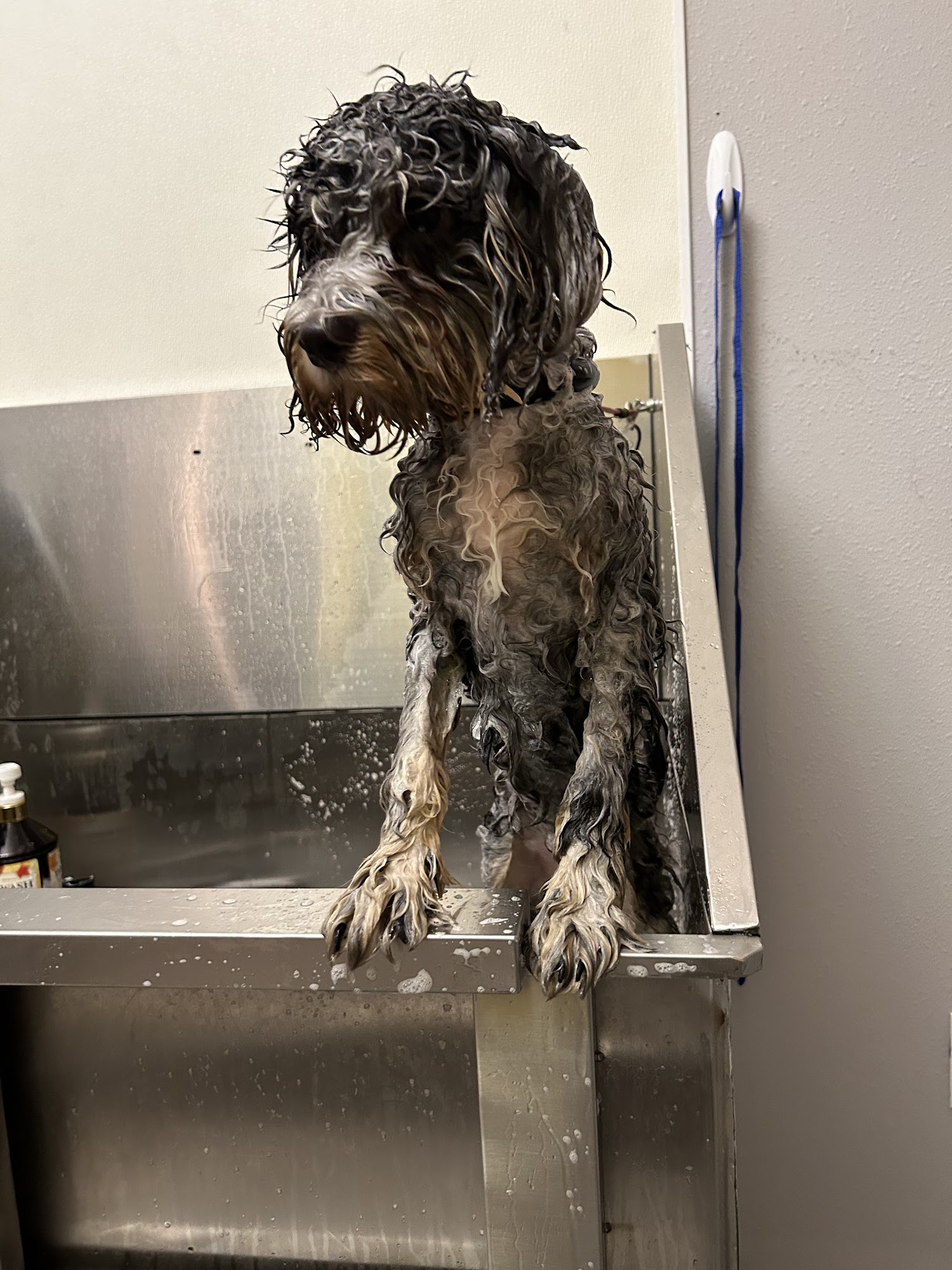 Paws at Play with Selena