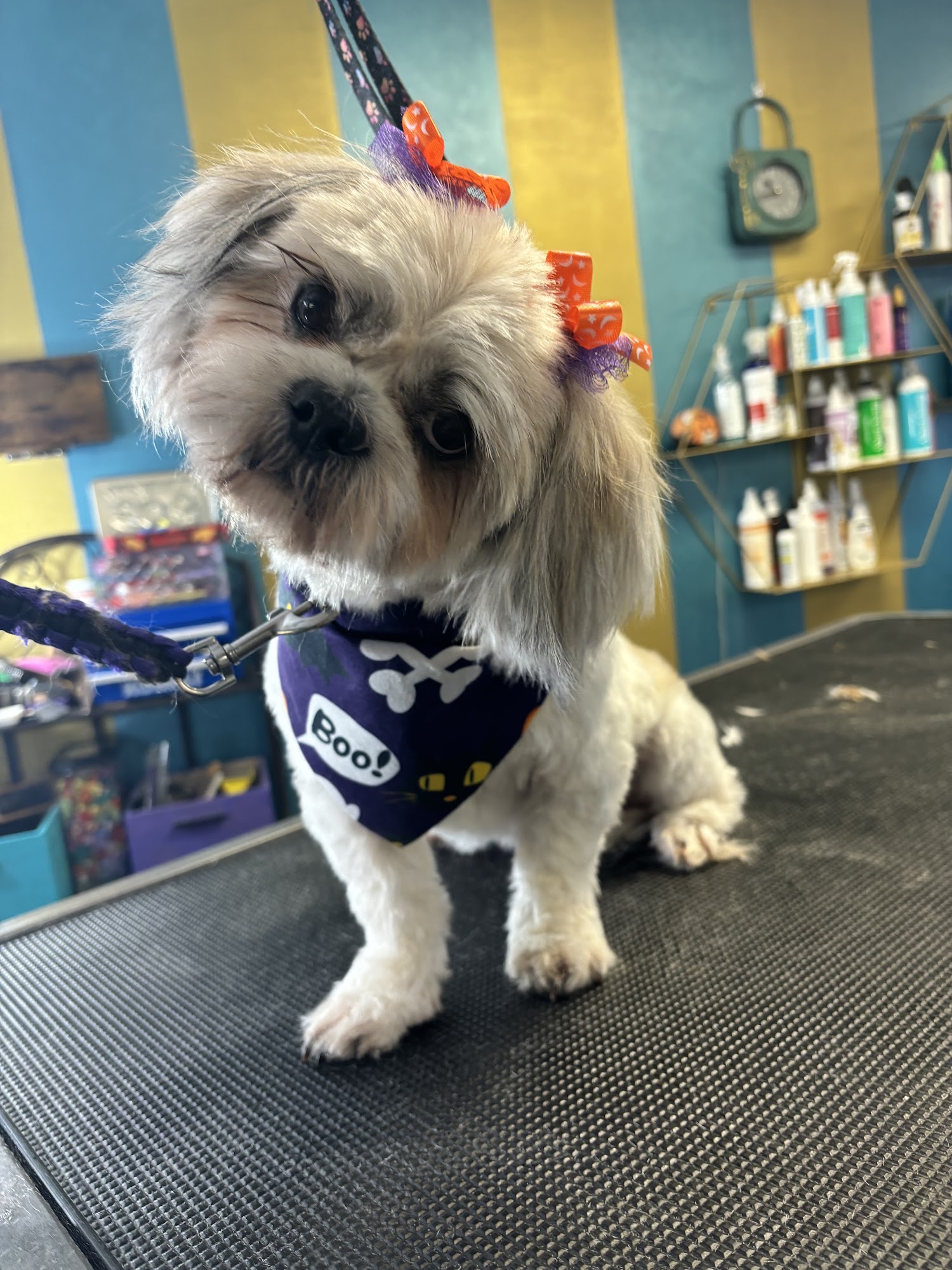 Paws at Play with Selena