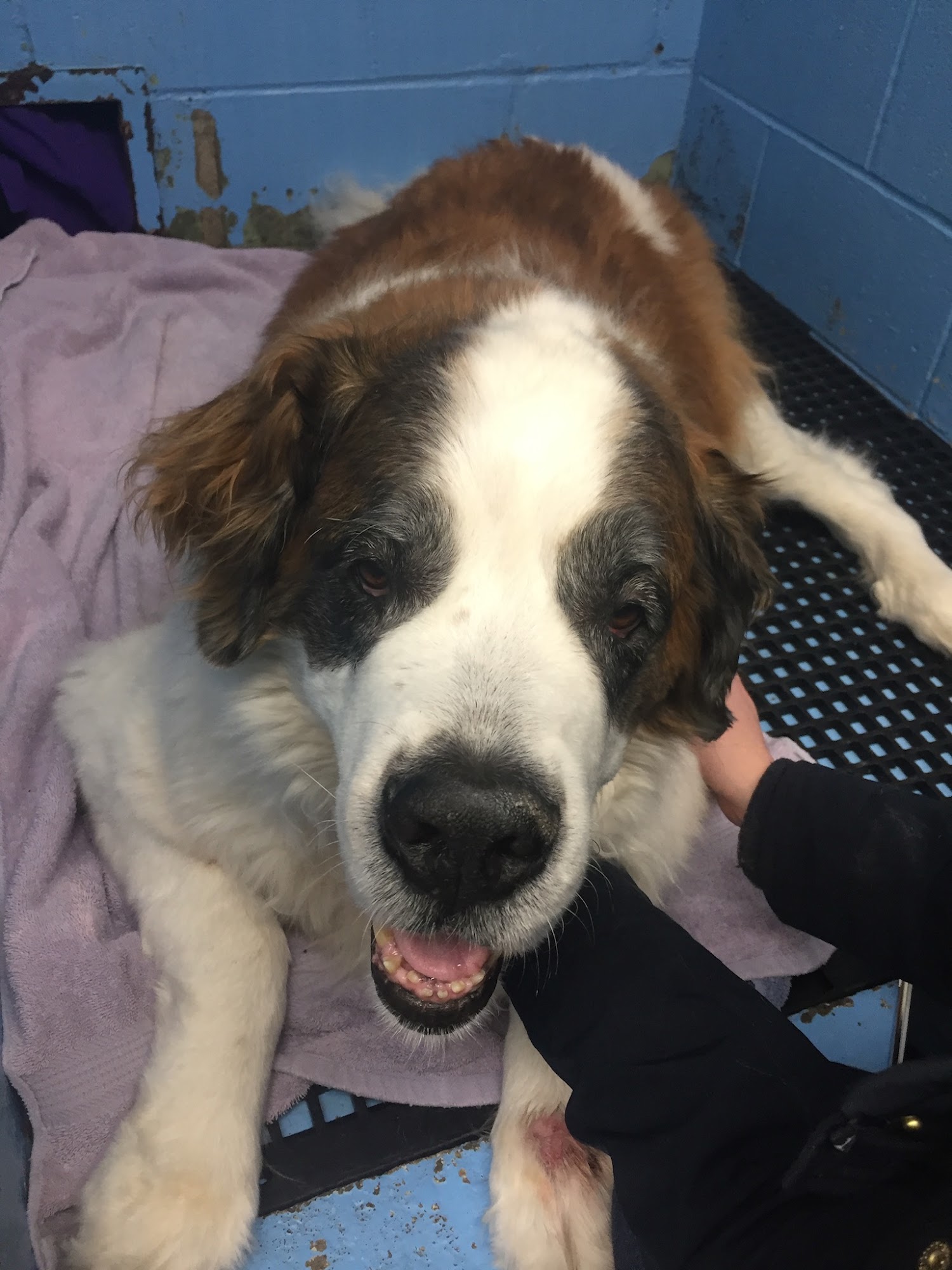 Dunham Frank DVM Norwalk